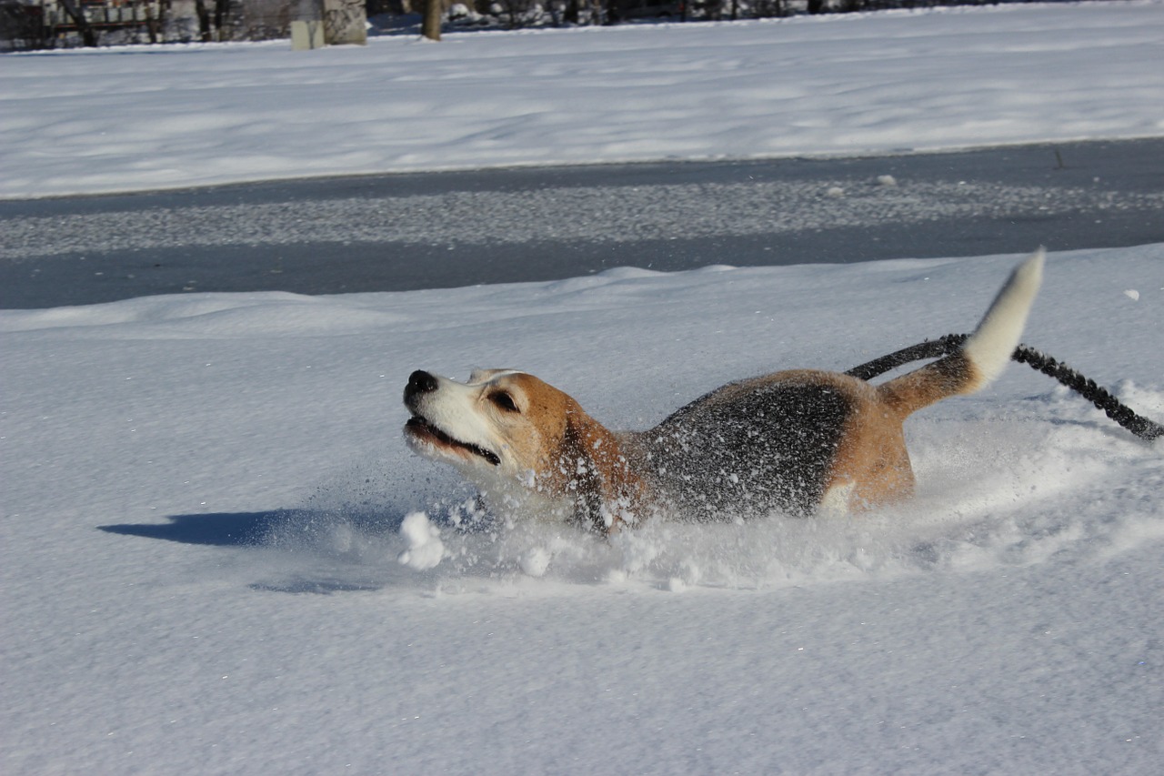 Šuo, Sniegas, Linksma, Beagle, Paleisti, Romp, Nemokamos Nuotraukos,  Nemokama Licenzija
