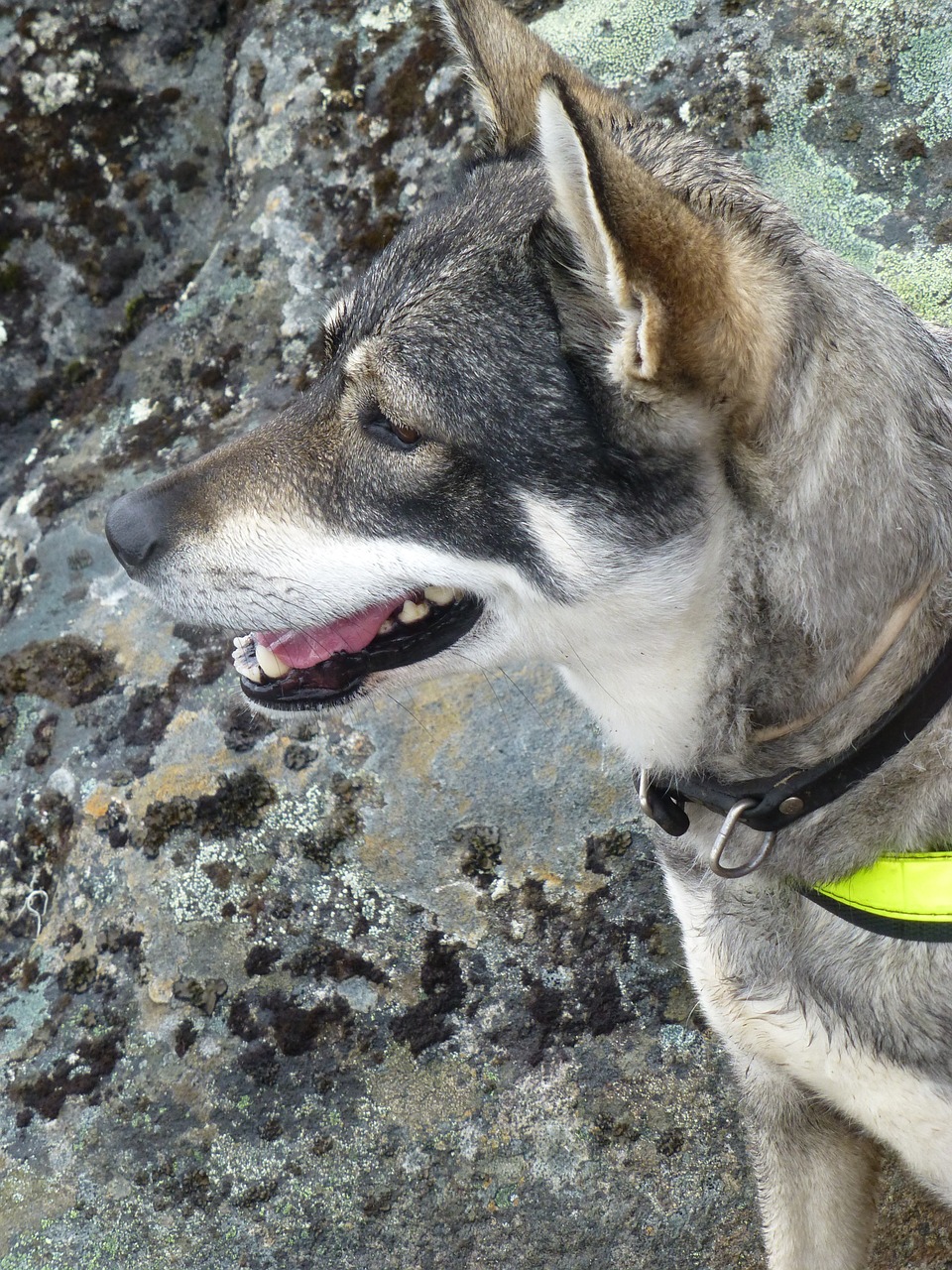 Šuo, Norvegija, Kalnas, Nemokamos Nuotraukos,  Nemokama Licenzija