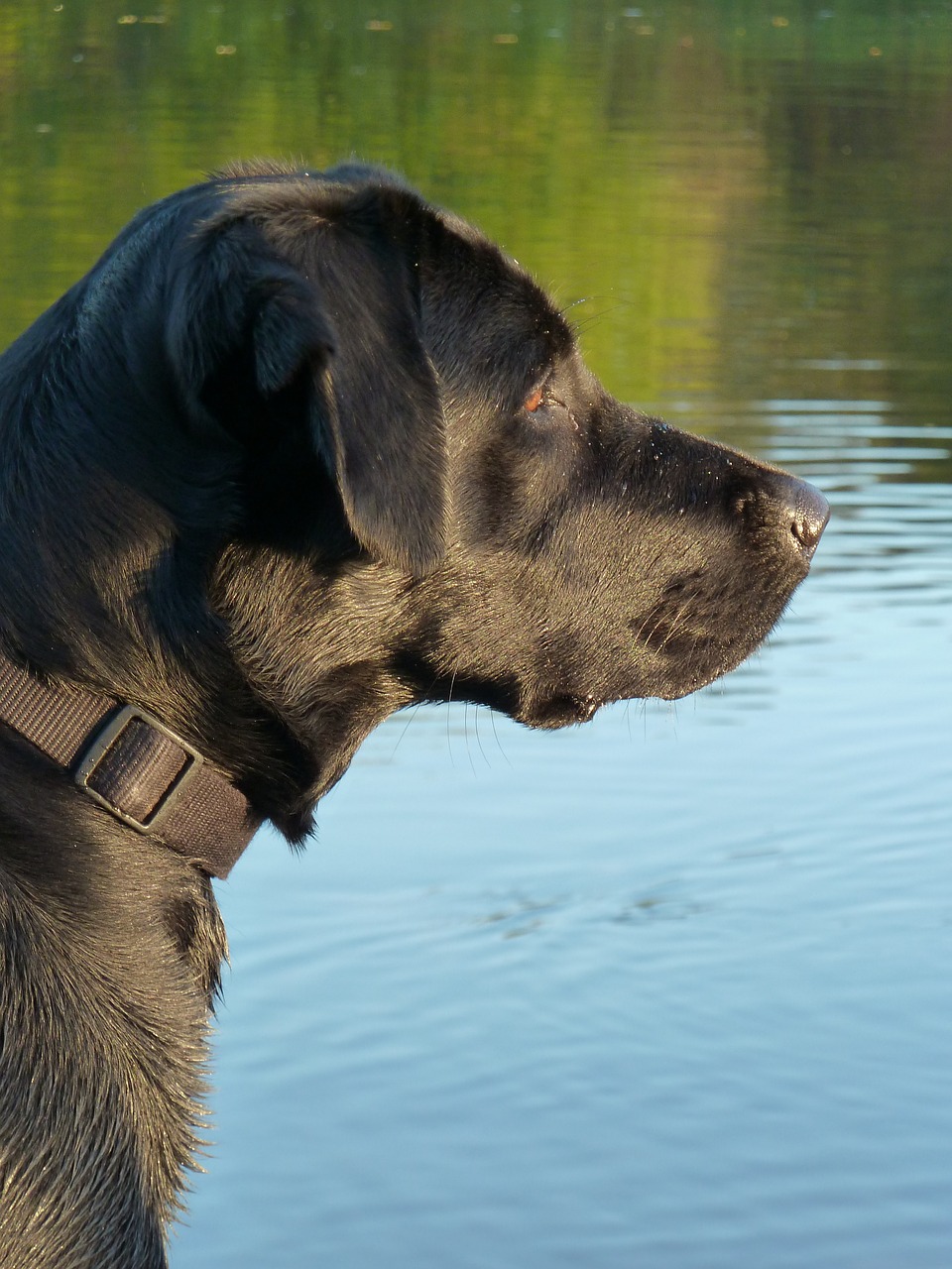 Šuo, Juoda, Labradoras, Naminis Gyvūnėlis, Juodas Šuo, Nosis, Nemokamos Nuotraukos,  Nemokama Licenzija