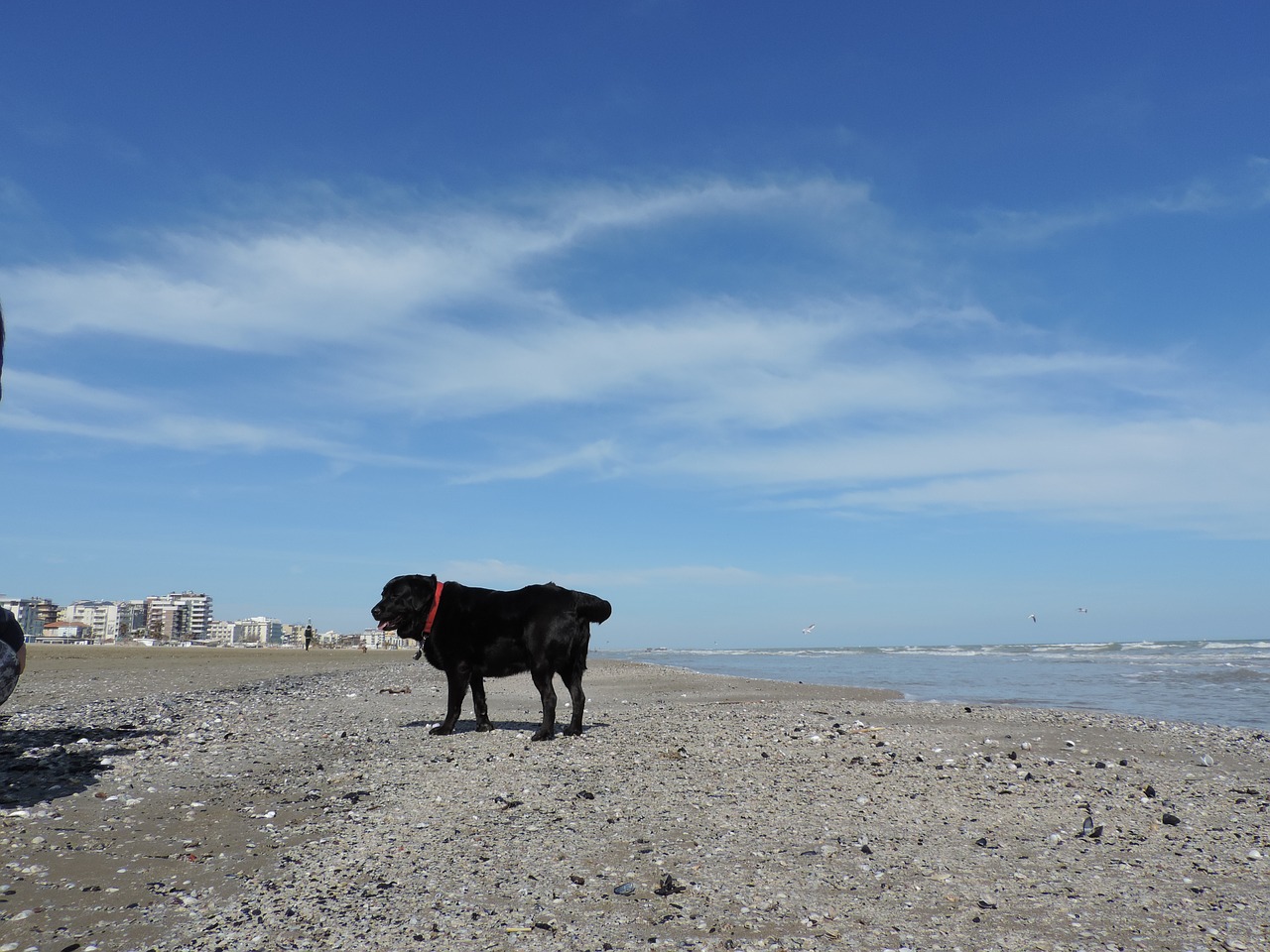 Šuo, Labradoras, Jūra, Papludimys, Nemokamos Nuotraukos,  Nemokama Licenzija
