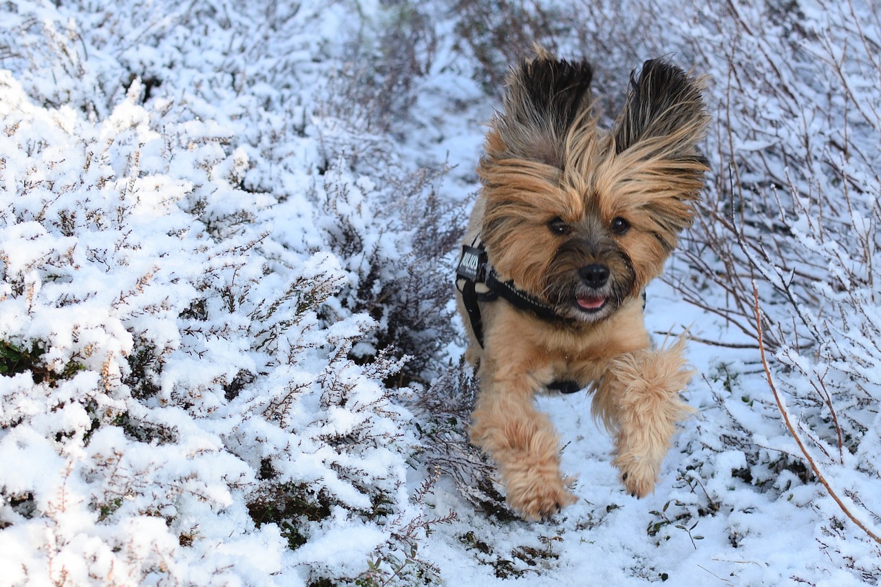 Šuo, Žiema, Sniegas, Žaisti, Romp, Šokinėti, Lenktynės, Linksma, Gamta, Šaltas