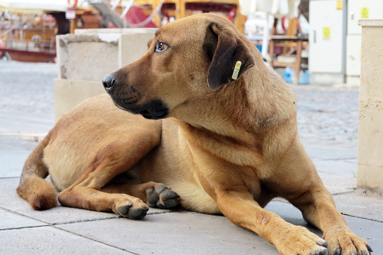 Šuo, Turkija, Nemokamos Nuotraukos,  Nemokama Licenzija