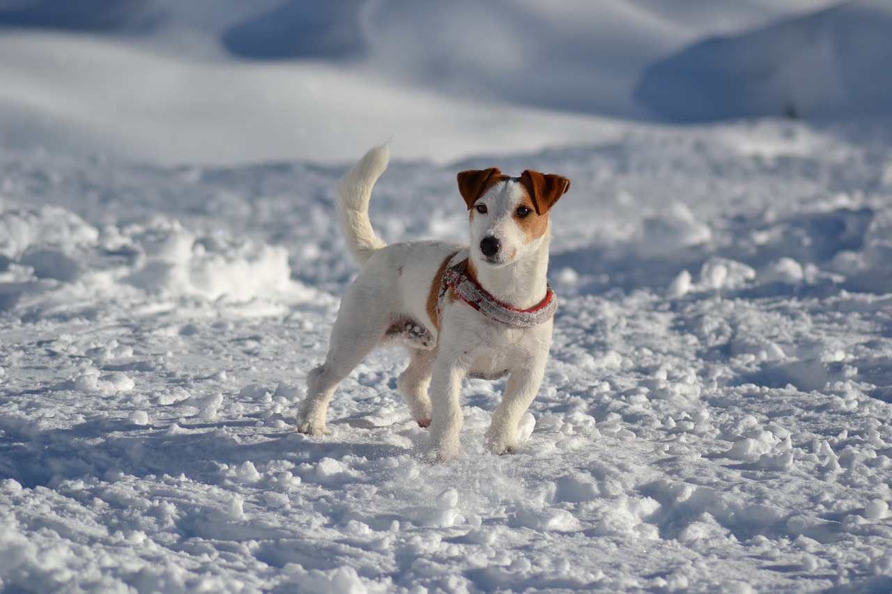 Šuo, Jack Russell, Šuo Modelis, Kalnas, Nemokamos Nuotraukos,  Nemokama Licenzija