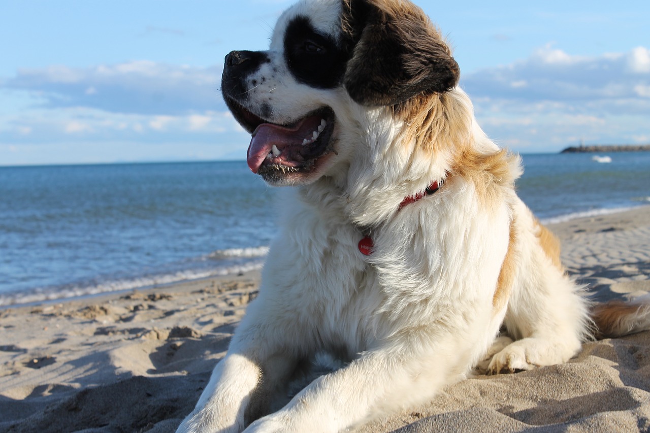 Šuo,  Saint-Bernard,  Papludimys,  Smėlis, Nemokamos Nuotraukos,  Nemokama Licenzija
