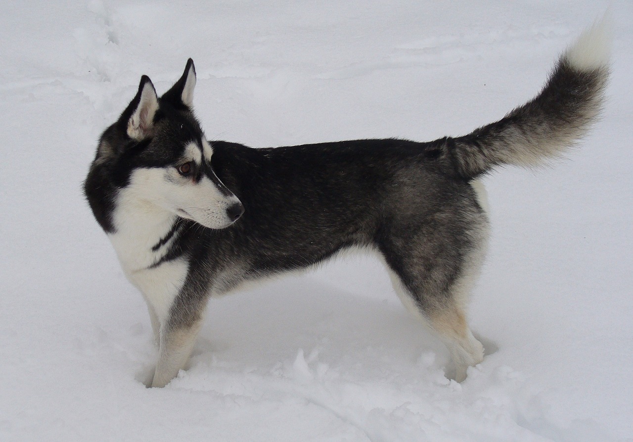 Šuo, Sibiro Haskis, Sniegas, Nemokamos Nuotraukos,  Nemokama Licenzija
