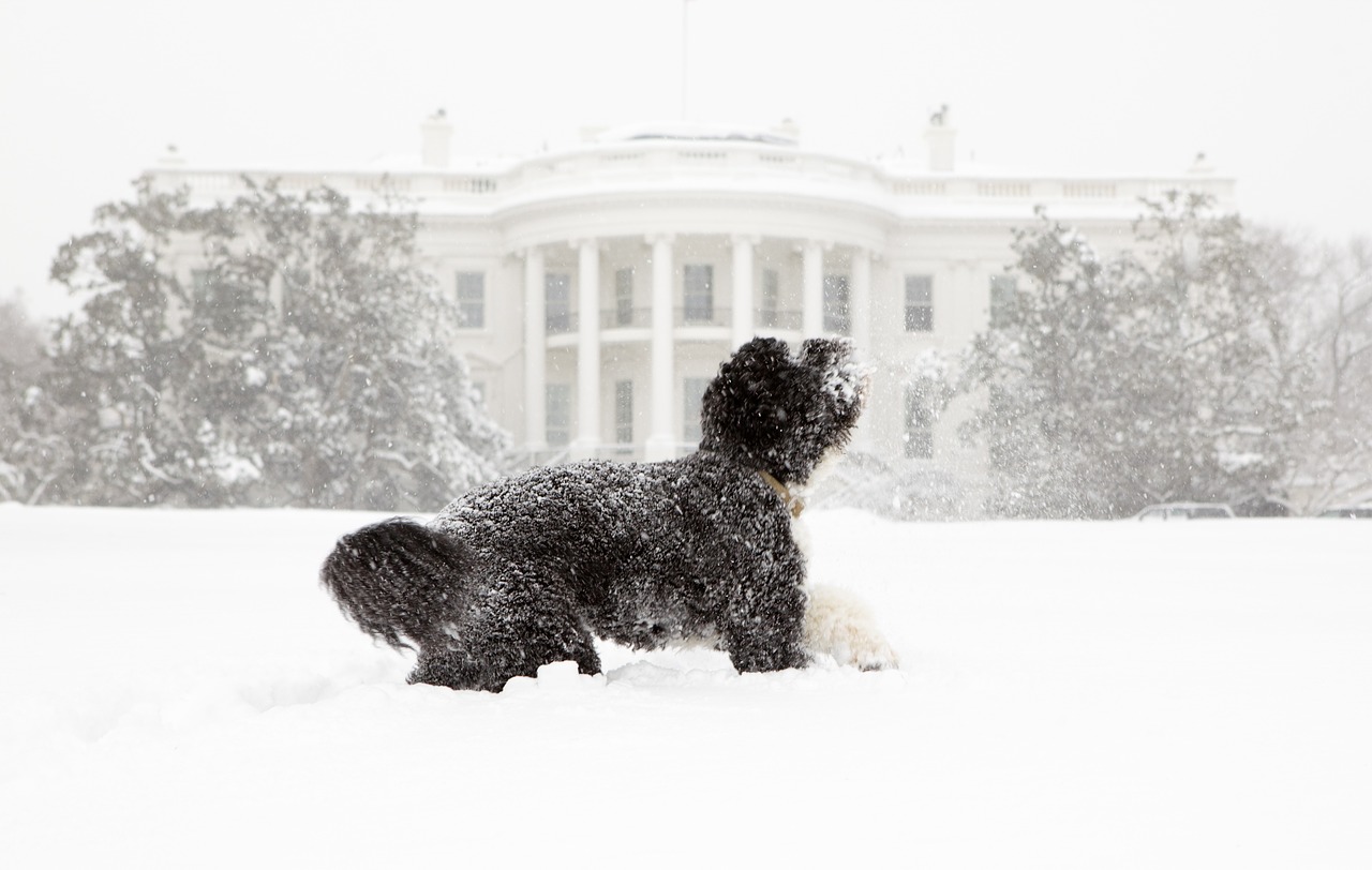 Šuo,  Sniegas,  Baltas Namas,  Portugalų Vandens Šuo,  Bo,  Obama,  Naminis Gyvūnėlis,  Žaisti,  Vašingtonas,  Dc