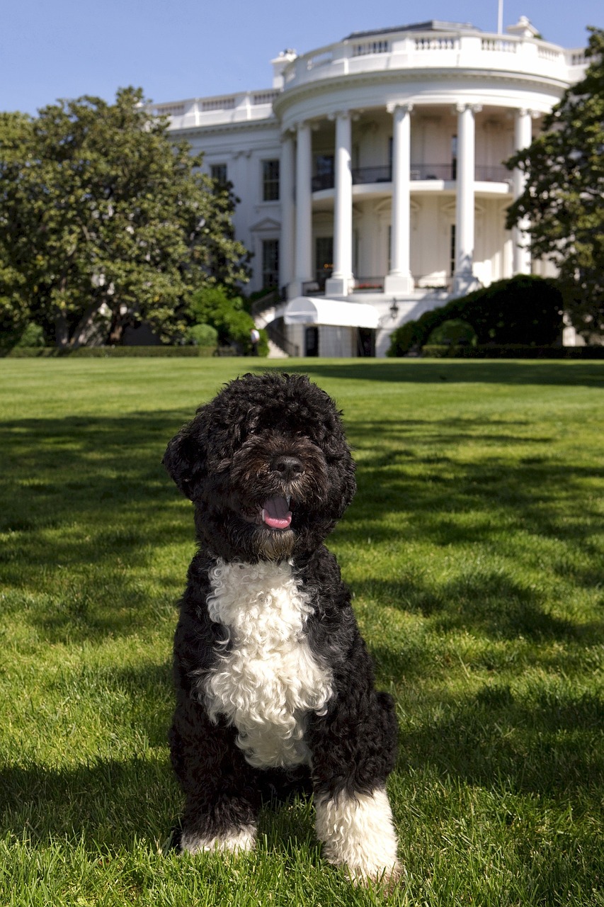 Šuo,  Baltas Namas,  Portugalų Vandens Šuo,  Bo,  Obamas,  Naminis Gyvūnėlis,  Portretas,  Pareigūnas,  Vašingtonas,  Dc