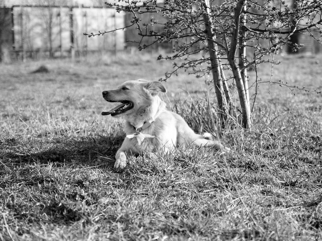 Šuo,  Pieva,  Šuo Pievoje,  Šunų Mokymas,  Užimti Vietą,  Hibridas,  Hundeportrait,  Gyvūnas,  Portretas,  Juoda Ir Balta