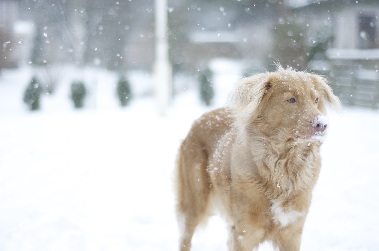 Šuo,  Retriveris,  Sniegas,  Žiema,  Nova Scotia Ančių Rinkliavų Retriveris, Nemokamos Nuotraukos,  Nemokama Licenzija