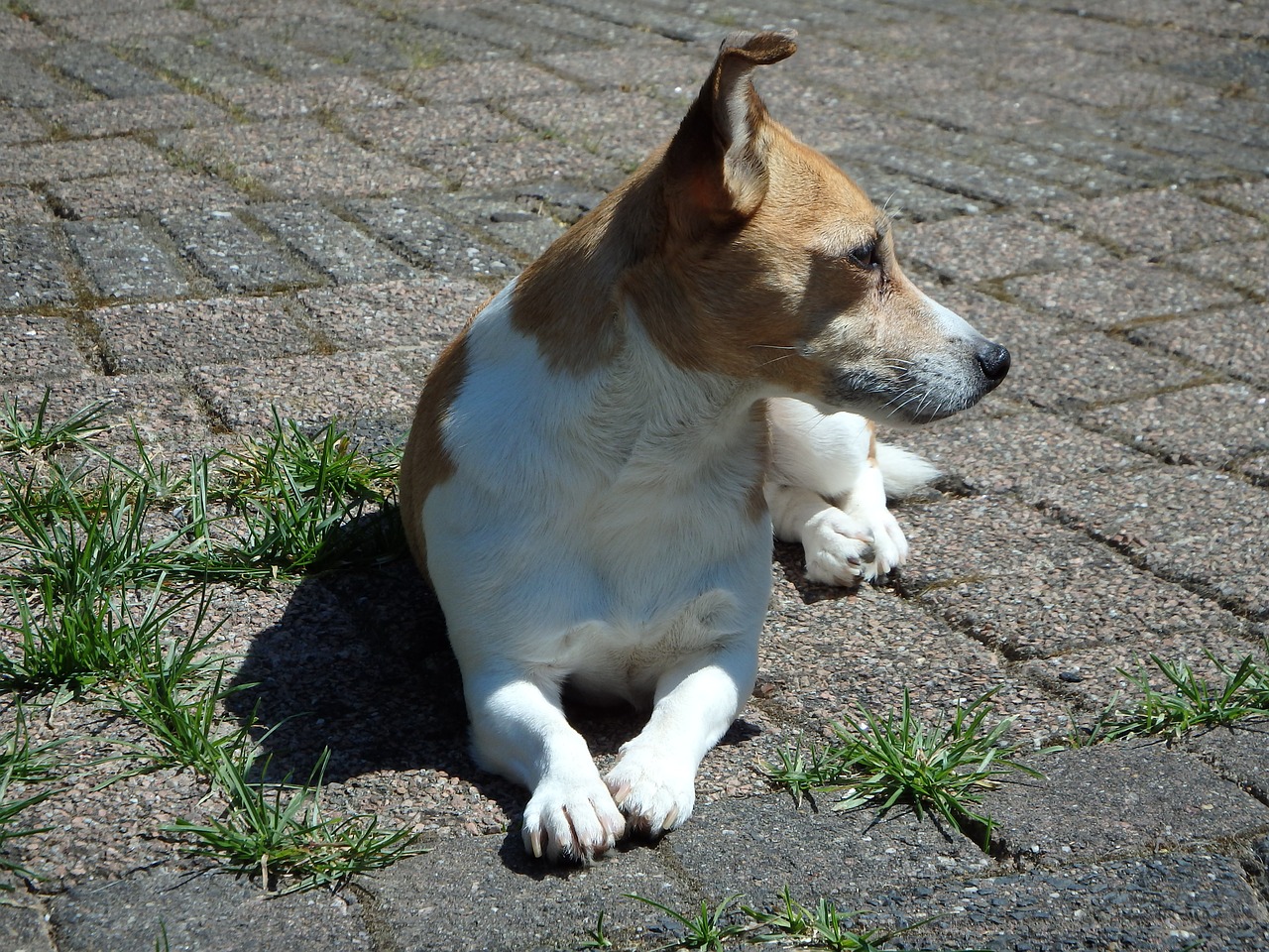 Šuo,  Sodas,  Jack Russell,  Žolė,  Gyvūnai,  Naminis Gyvūnėlis,  Žalias,  Žaisti,  Žiūrėti Prieglobsčio Šunį, Nemokamos Nuotraukos