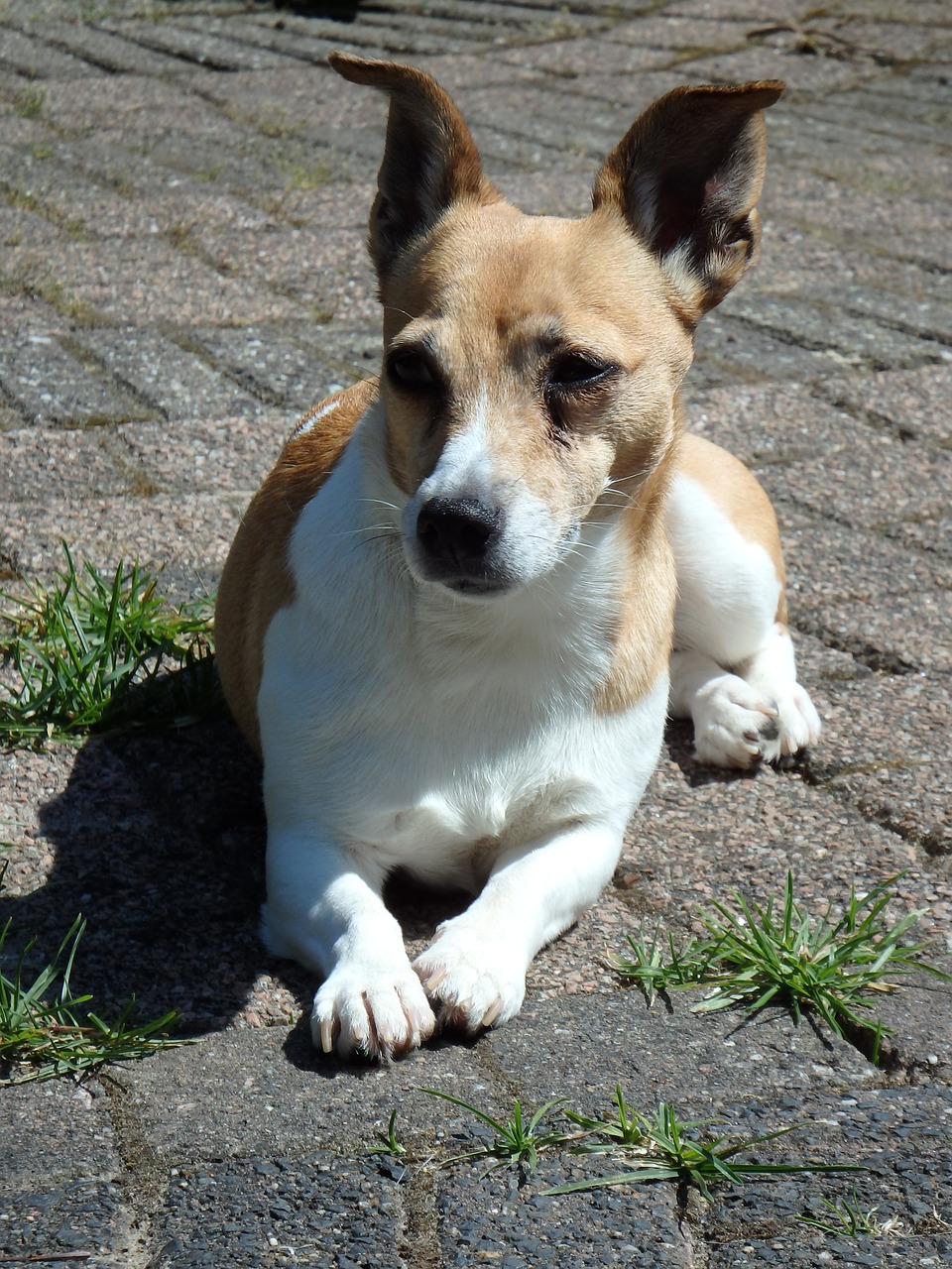 Šuo,  Šunys,  Sodas,  Gyvūnai,  Naminis Gyvūnėlis,  Jack Russell,  Šunys,  Gyvūnas,  Kluif,  Vanduo