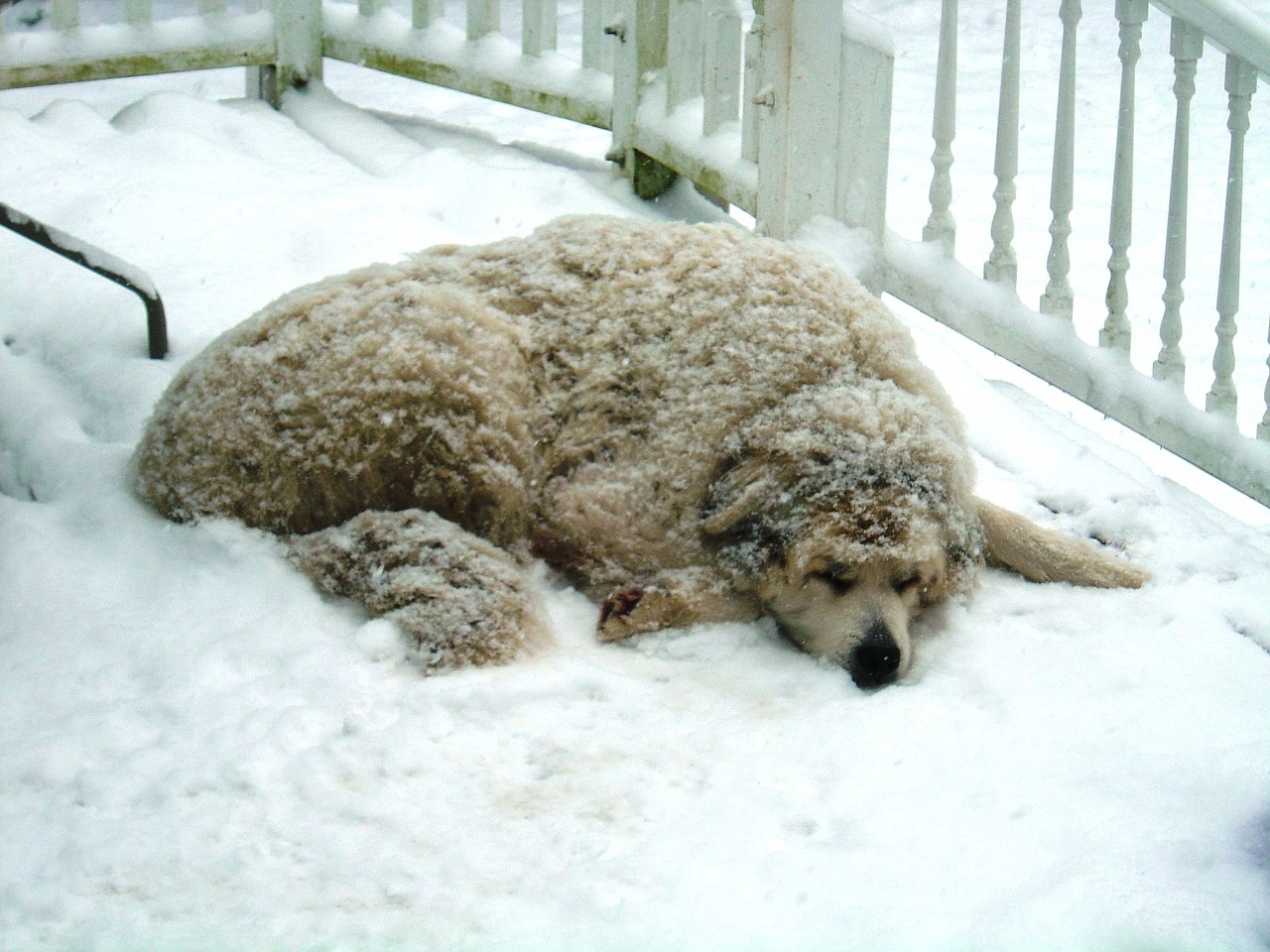 Šuo,  Sniegas,  Žiema,  Šaltas,  Gyvūnas, Nemokamos Nuotraukos,  Nemokama Licenzija