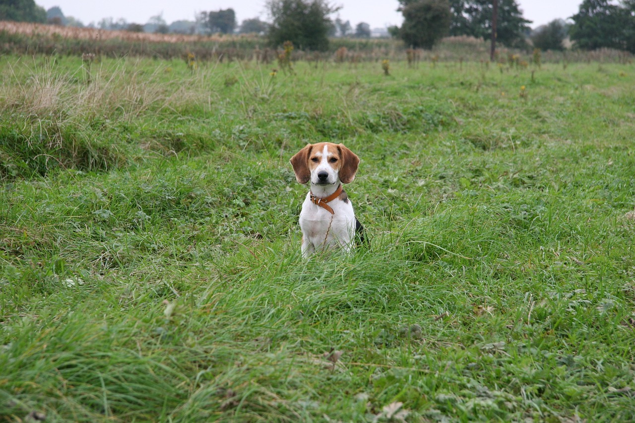 Šuo,  Šuniukas,  Beagle,  Naminis Gyvūnėlis,  Šuniukas,  Šunys,  Kompanionas,  Sėdi,  Mielas,  Žavinga