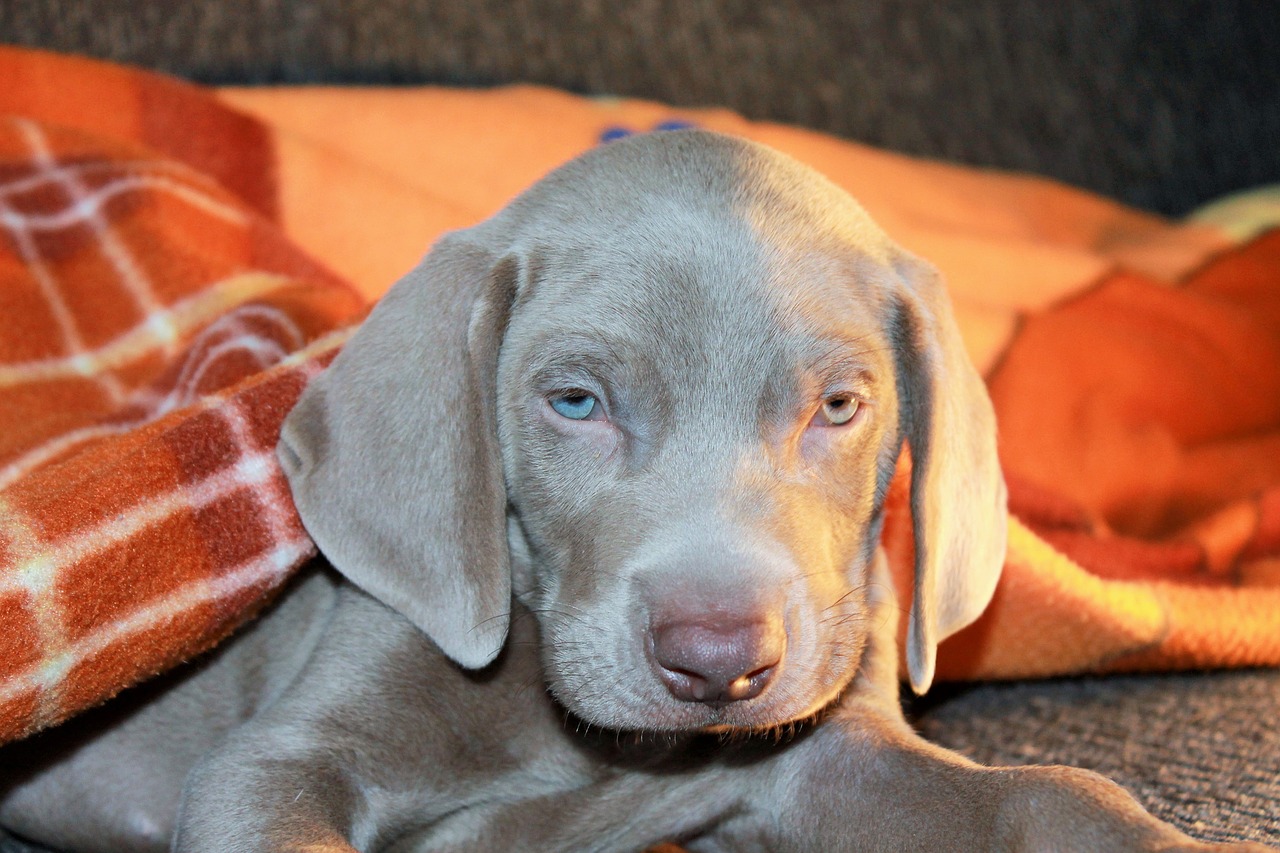 Šuo,  Naminis Gyvūnėlis,  Weimaraner,  Atrodo, Nemokamos Nuotraukos,  Nemokama Licenzija