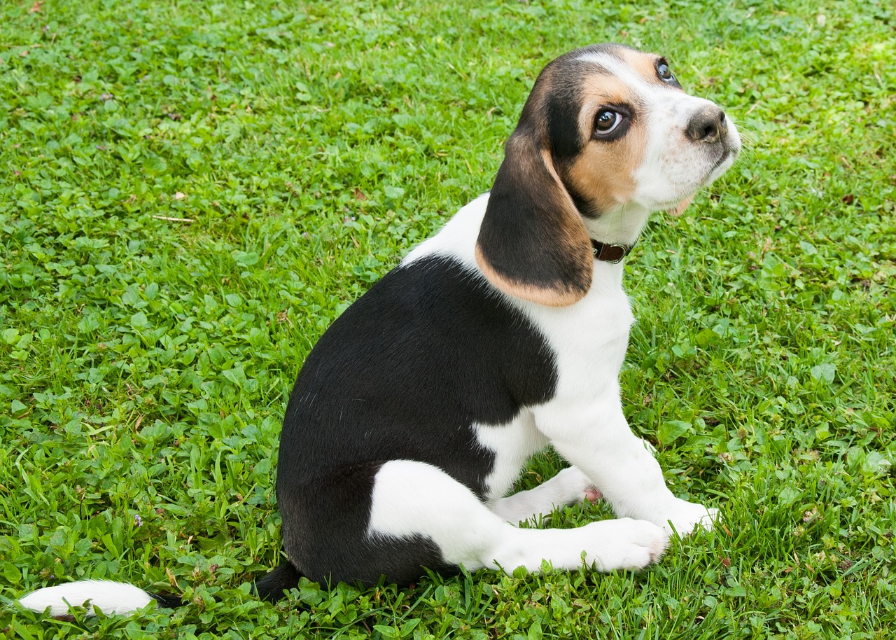 Šuo,  Beagle,  Šuniukas,  Žalia Žolė,  Pirmininkas,  Juoda,  Balta,  Ruda, Nemokamos Nuotraukos,  Nemokama Licenzija