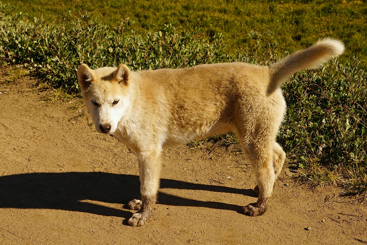 Šuo, Jaunas Šuo, Šuniukas, Greenland Husky, Sledas Šuo, Nemokamos Nuotraukos,  Nemokama Licenzija