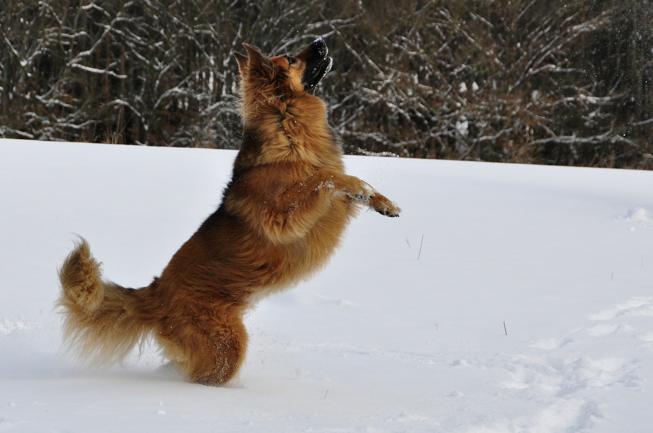 Šuo, Žaisti, Šokinėti, Žiema, Sniegas, Romp, Linksma, Nemokamos Nuotraukos,  Nemokama Licenzija