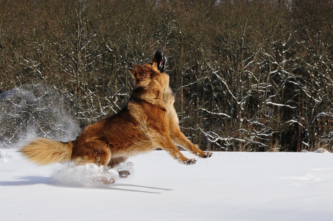 Šuo, Žaisti, Šokinėti, Žiema, Sniegas, Romp, Linksma, Nemokamos Nuotraukos,  Nemokama Licenzija