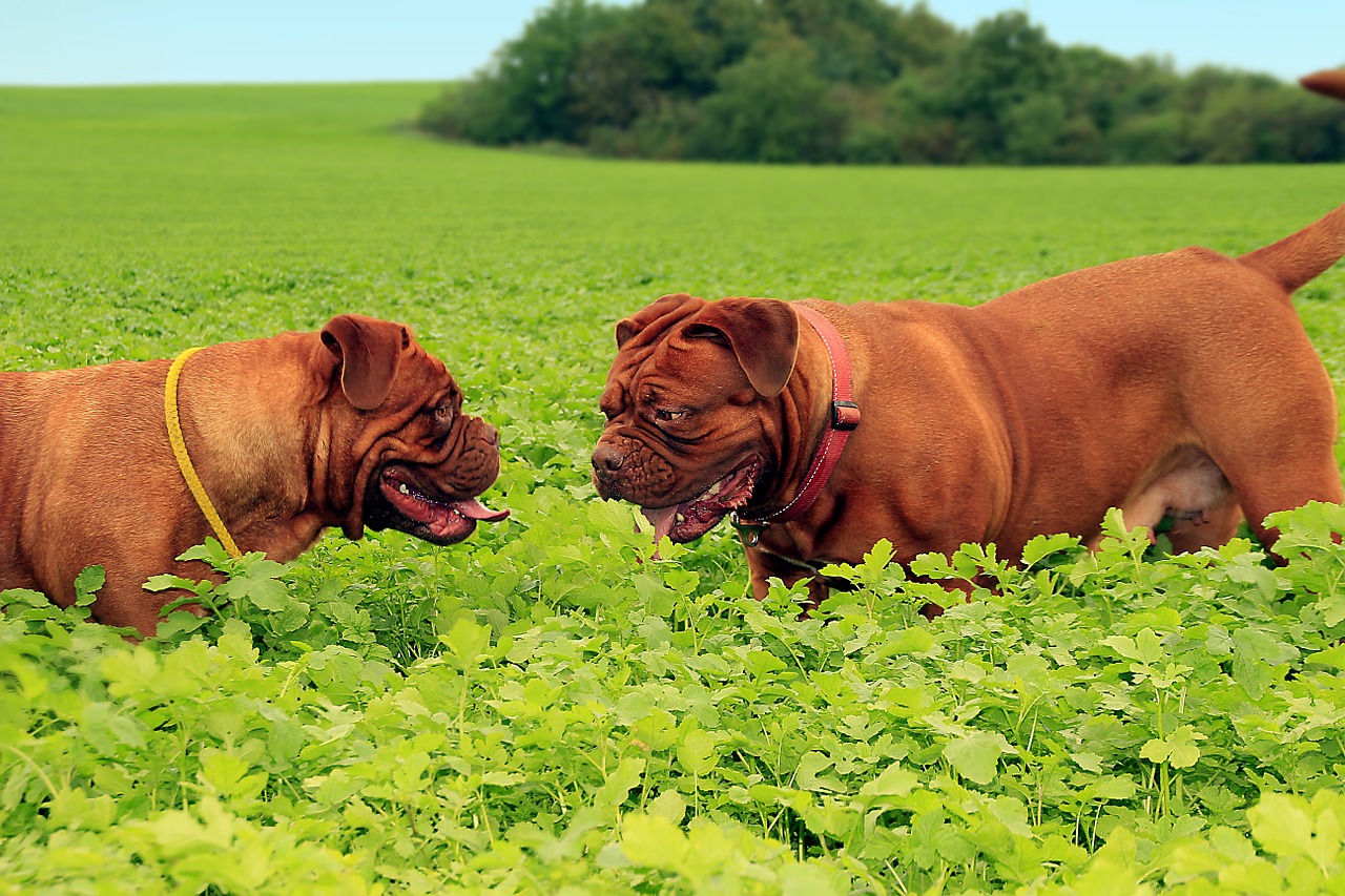 Šuo, Didelis Šuo, Šuniukas, Šuniukai, Bordo Dogue, Šuo De Bordeaux, Bordo, Prancūzų Mastifas, France, Molossas