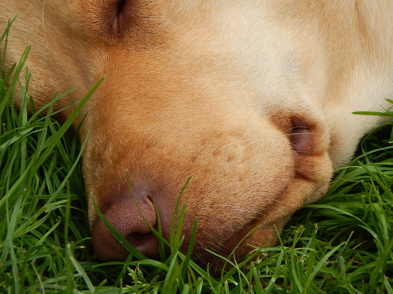 Šuo, Veidas, Kvėpavimo Aparatas, Nosis, Miegoti, Žolė, Nemokamos Nuotraukos,  Nemokama Licenzija