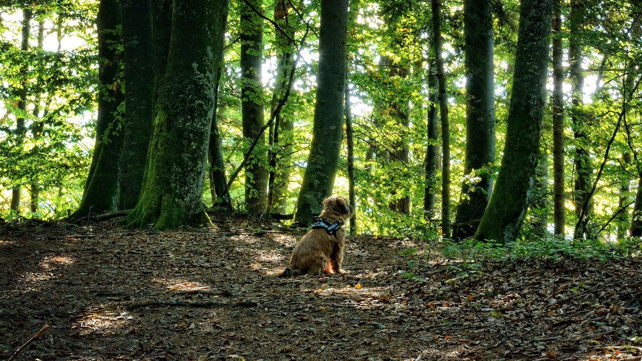 Šuo, Gyvūnas, Miškas, Mišrus Miškas, Ruduo, Poilsis, Tylus, Gamta, Miškininkystė, Medžiai