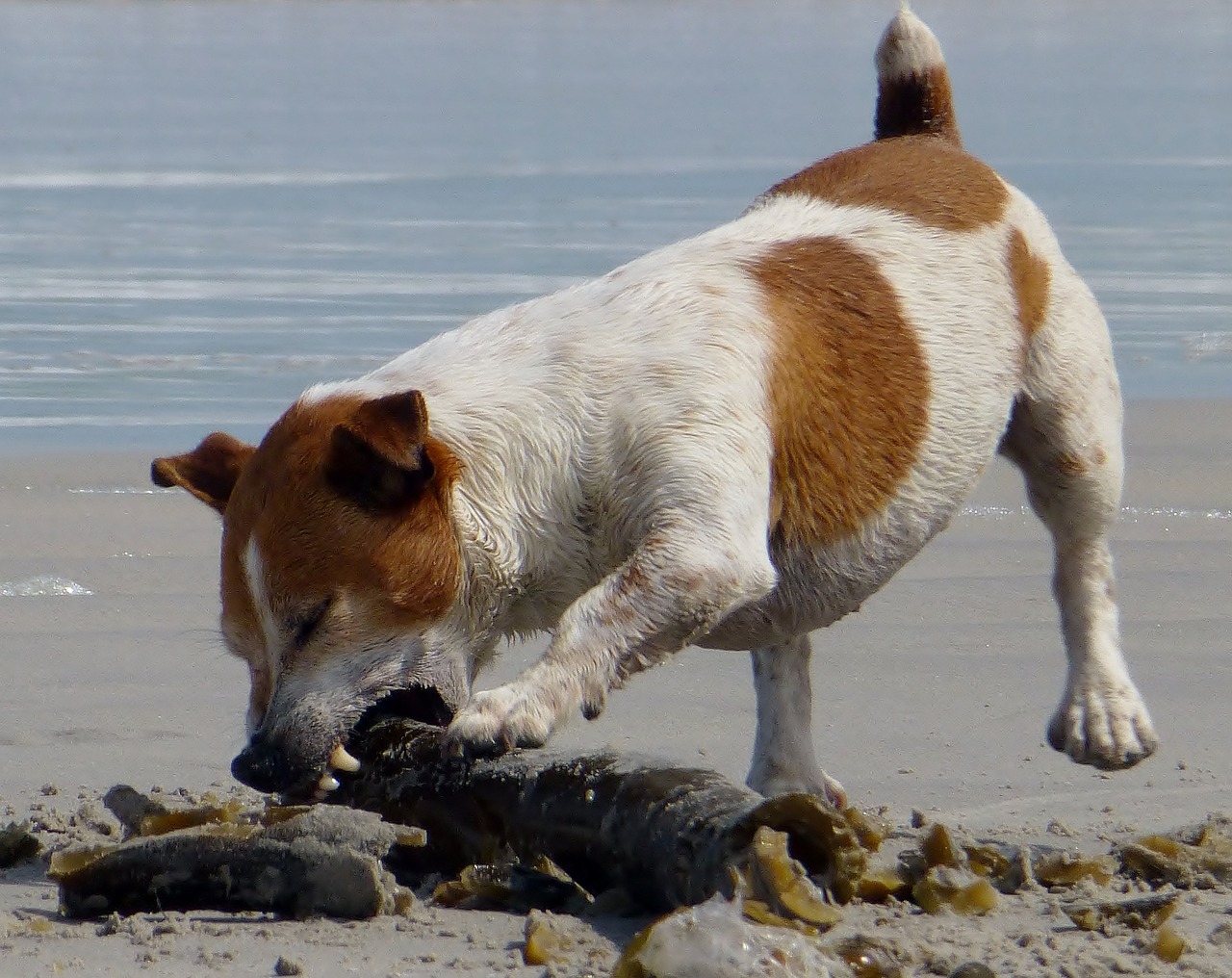 Šuo, Žaisti, Papludimys, Dantys, Jack Russel, Įkandimas, Romp, Batons, Dumbliai, Vanduo