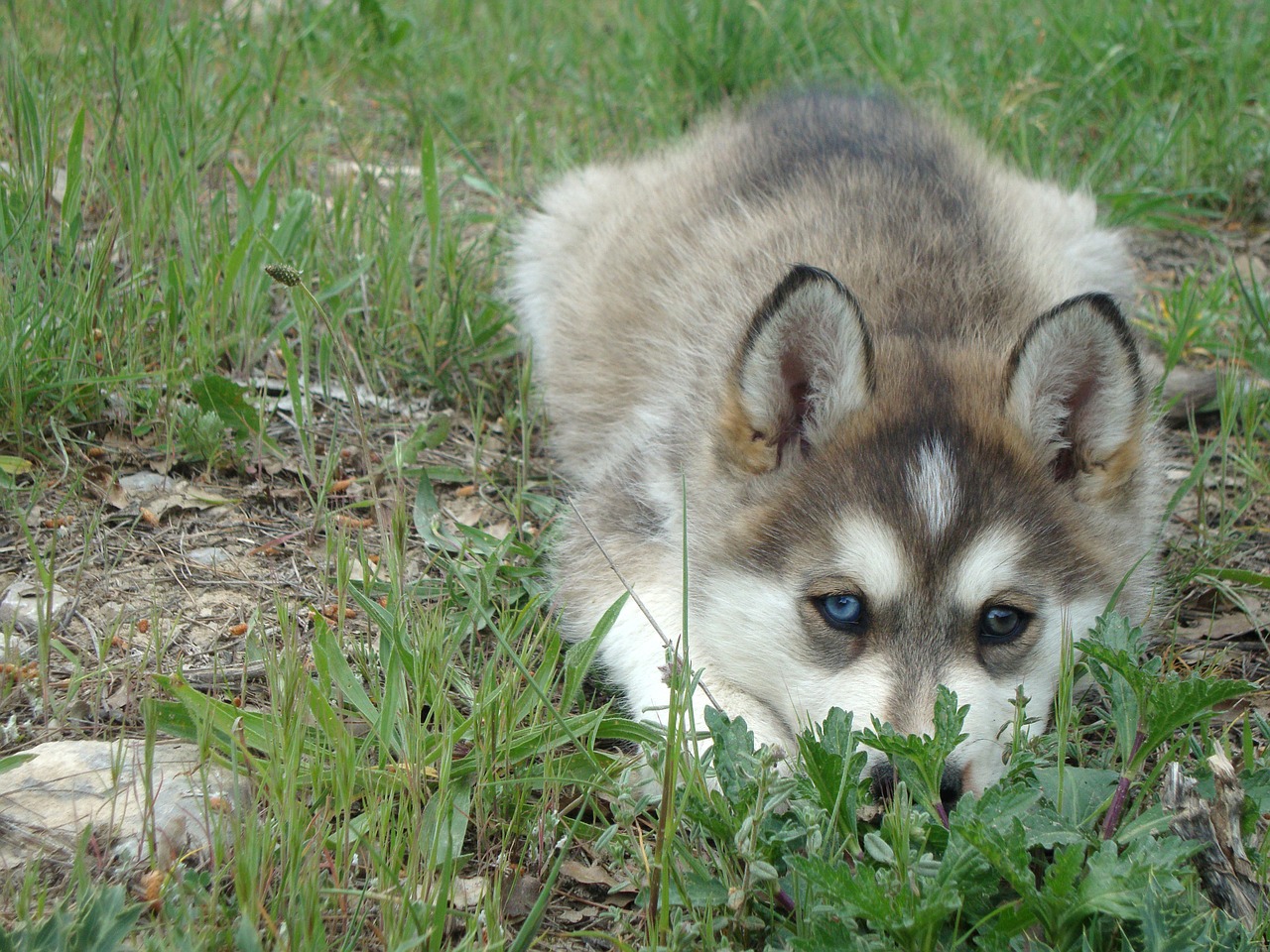 Šuo, Husky, Naminis Gyvūnėlis, Nemokamos Nuotraukos,  Nemokama Licenzija