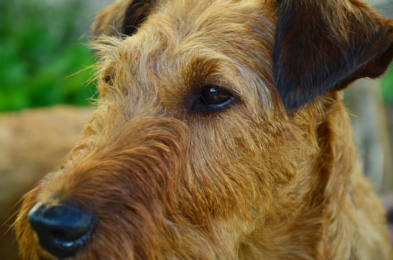 Šuo, Isrinis Terjeras, Hundeportrait, Terjeras, Naminis Gyvūnėlis, Ruda, Gyvūnas, Gyvūnų Portretas, Veidas, Šunų Akys