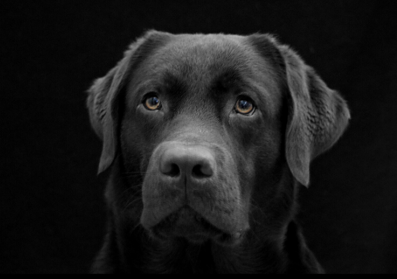 Šuo, Akivaizdžiausias, Labradoras, Juoda, Tamsi, Šuo Veido, Liūdnas, Nemokamos Nuotraukos,  Nemokama Licenzija