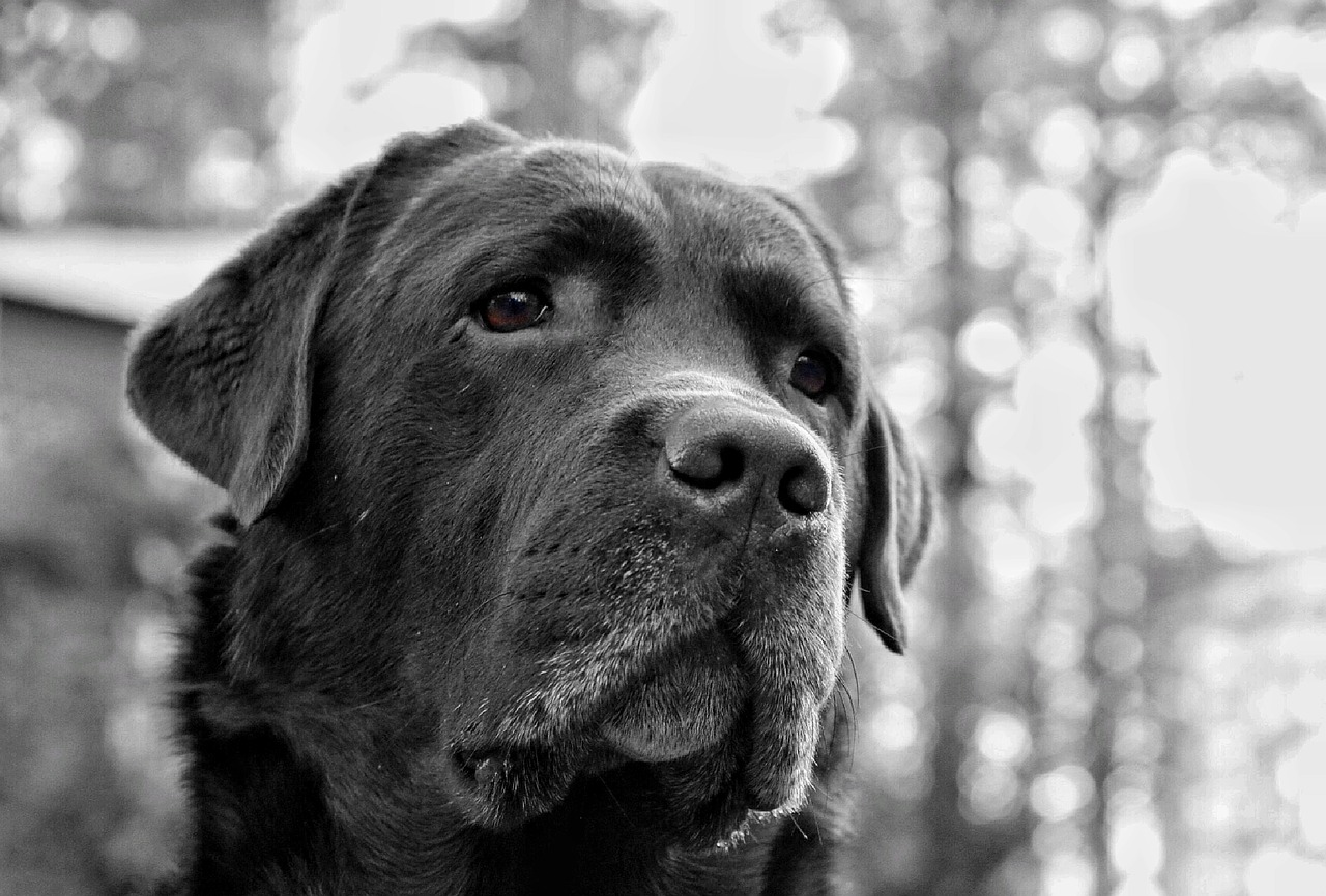 Šuo, Akivaizdžiausias, Labradoras, Liūdnas, Liūdnos Akys, Liūdnas Veidas, Šuo Veido, Nemokamos Nuotraukos,  Nemokama Licenzija