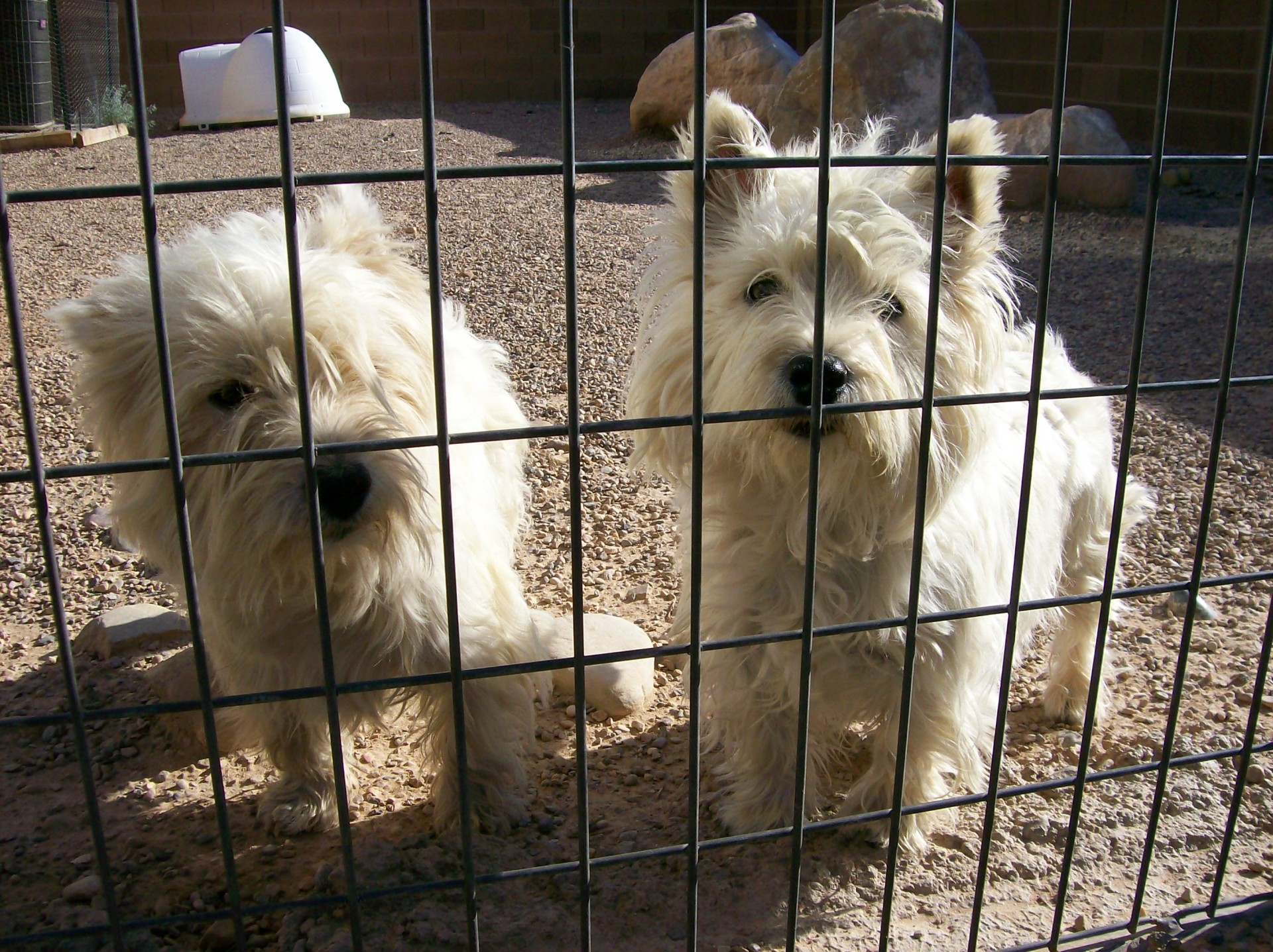 Šuo,  Gyvūnai,  Naminis Gyvūnėlis,  Balta,  Tvora,  Westie,  Šuo Už Tvoros, Nemokamos Nuotraukos,  Nemokama Licenzija