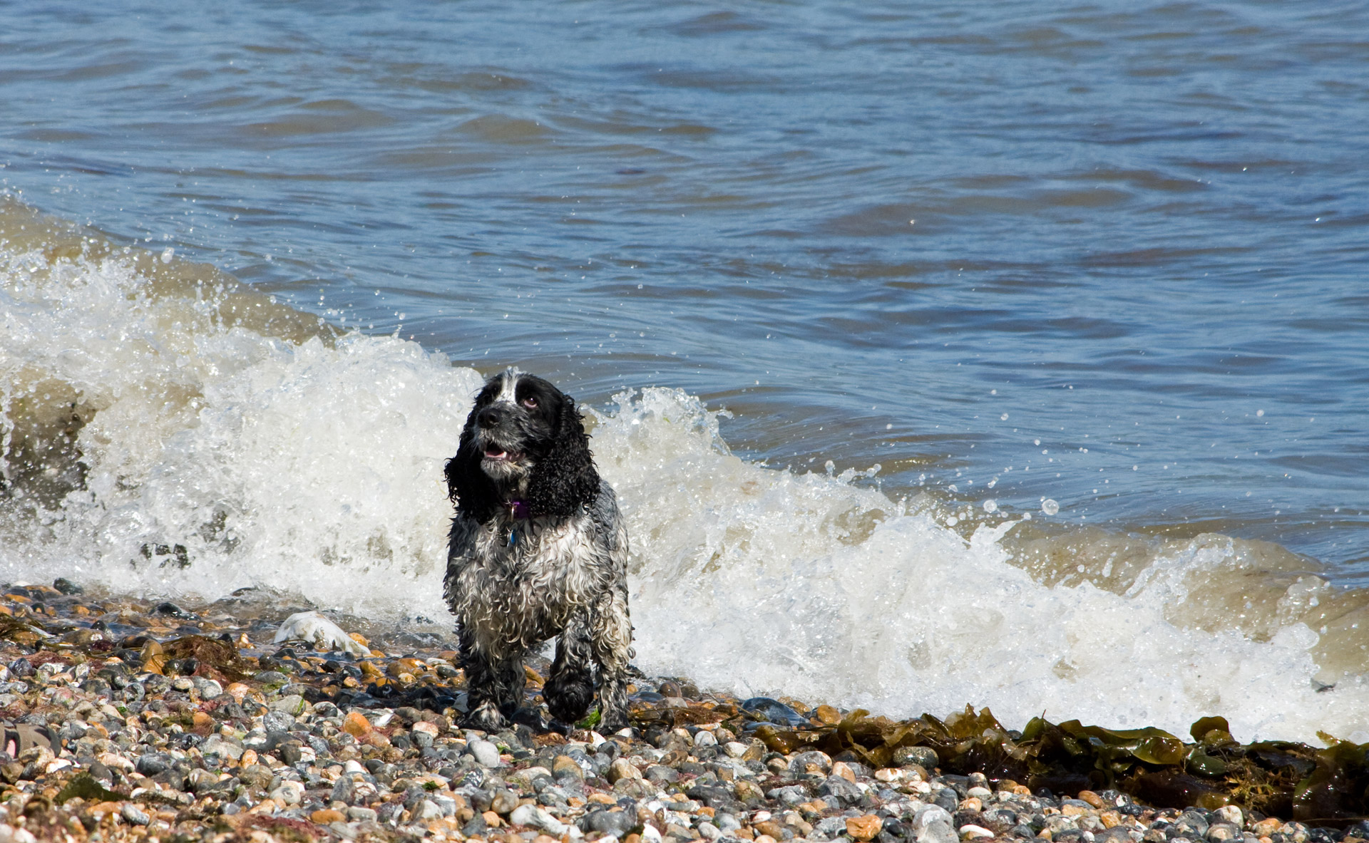 Cocker & Nbsp,  Spaniel,  Spanielis,  Kokeris,  Šuo,  Šunys,  Naminis Gyvūnėlis,  Gyvūnas,  Šlapias,  Vandenynas