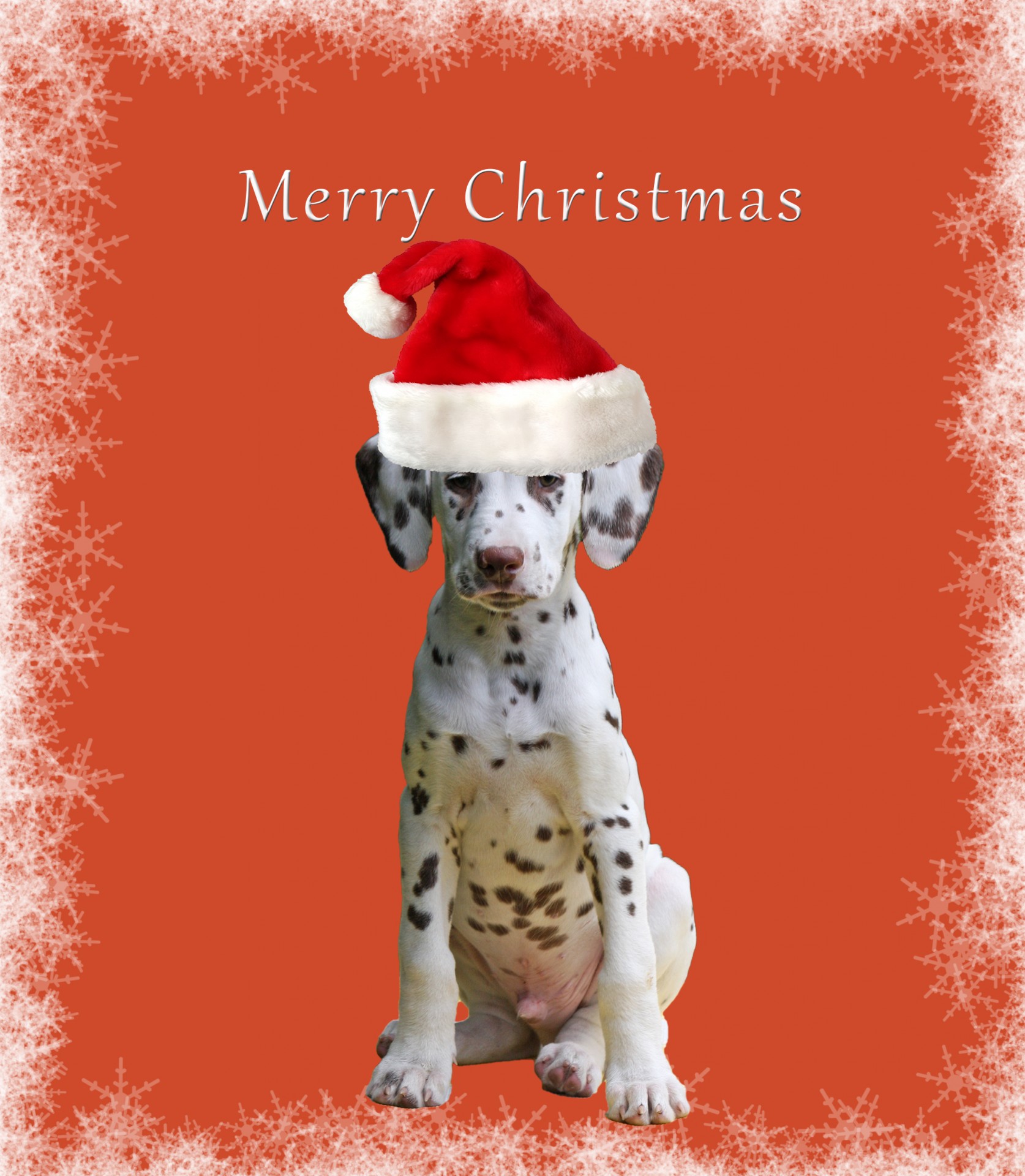 Šuo,  Dalmatian,  Kalėdos,  Kortelė,  Kalėdų & Nbsp,  Kortelė,  Raudona,  Santa & Nbsp,  Hat,  Skrybėlę