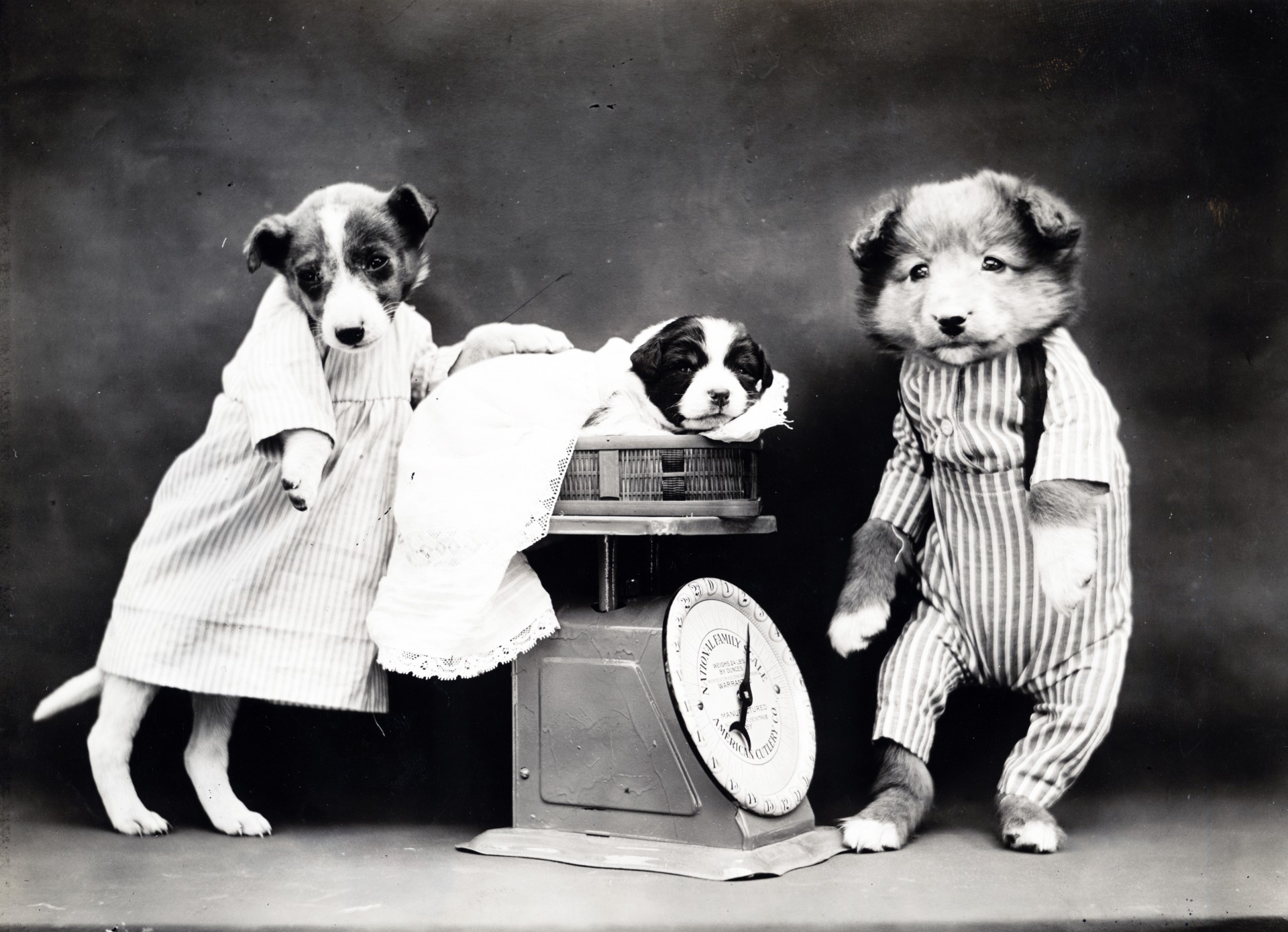 Šuo,  Šunys,  Šuniukas,  Apsirengęs,  Apranga,  Mielas,  Vintage,  Senas,  1900,  Nuotrauka