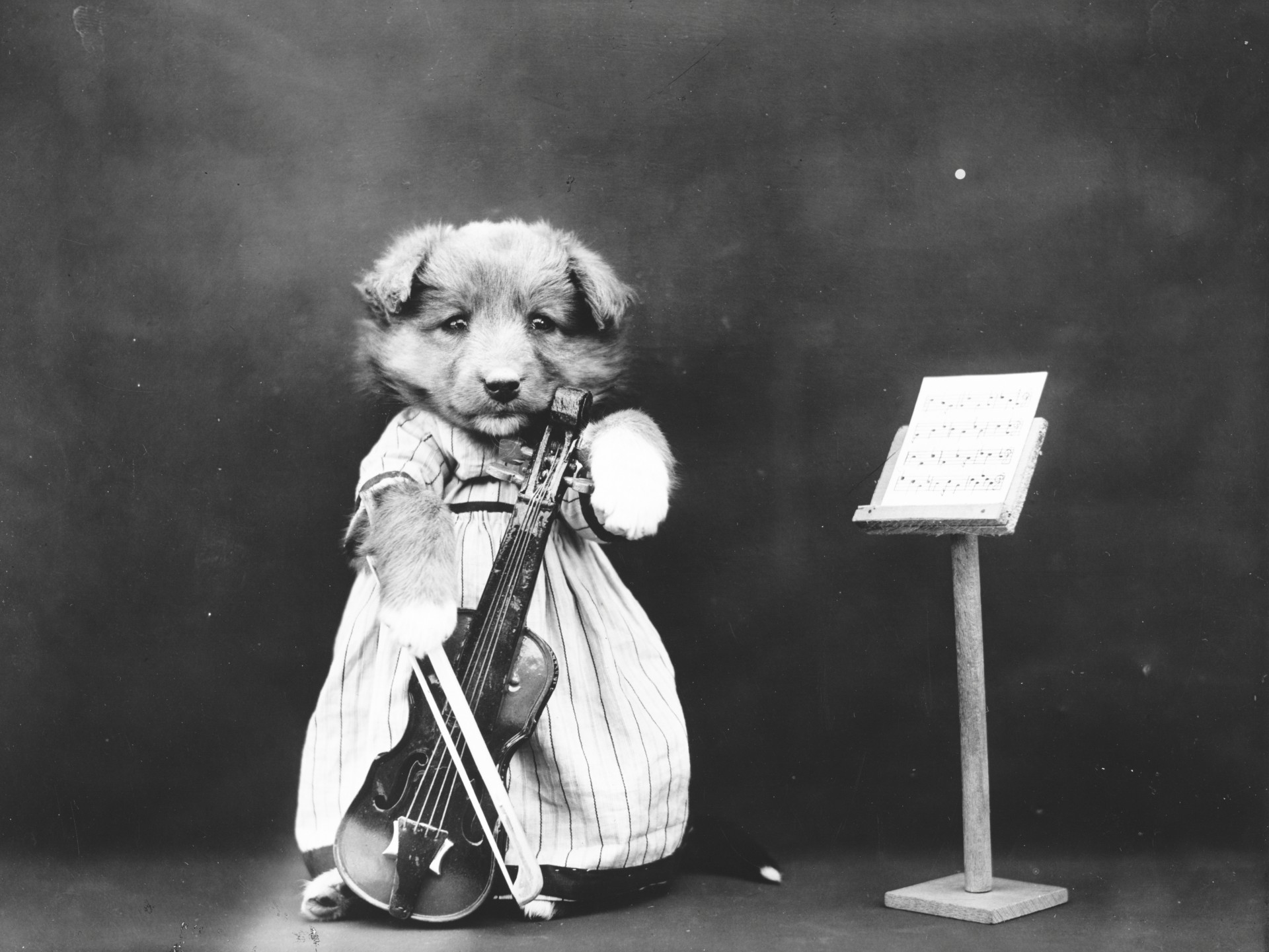 Šuo,  Šuniukas,  Apsirengęs,  Apranga,  Smuikas,  Mielas,  Vintage,  Senas,  1900,  Nuotrauka