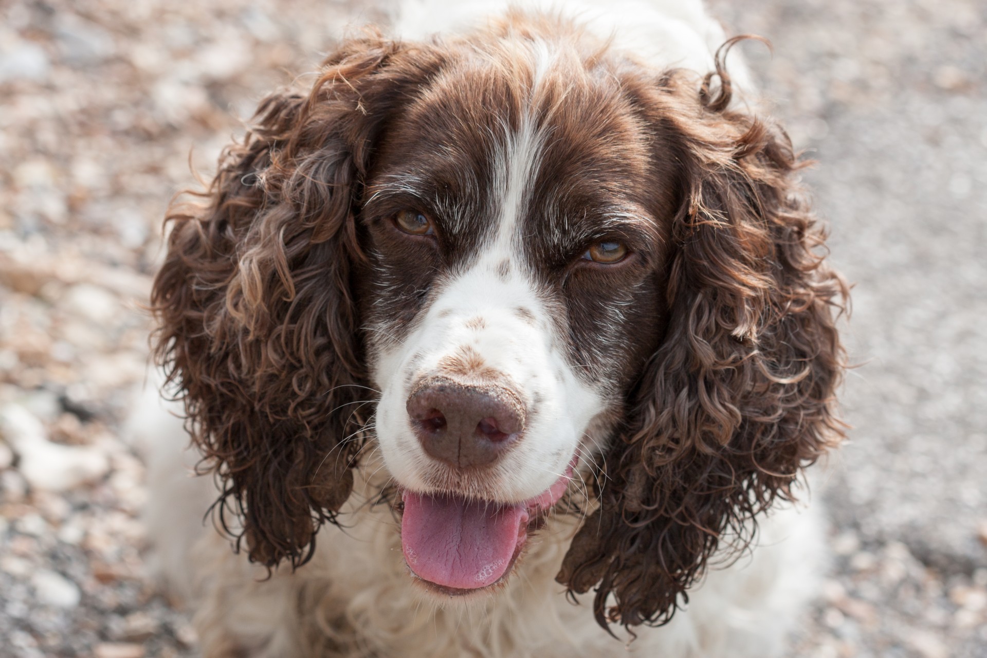 Šuo,  Spanielis,  Springeris,  Springeris & Nbsp,  Spanielis,  English & Nbsp,  Springer & Nbsp,  Spaniel,  Veidas,  Galva