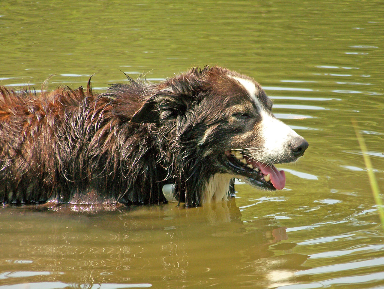 Šuo,  Tvenkinys,  Karštas,  Vasara,  Šuo Tvenkinyje, Nemokamos Nuotraukos,  Nemokama Licenzija