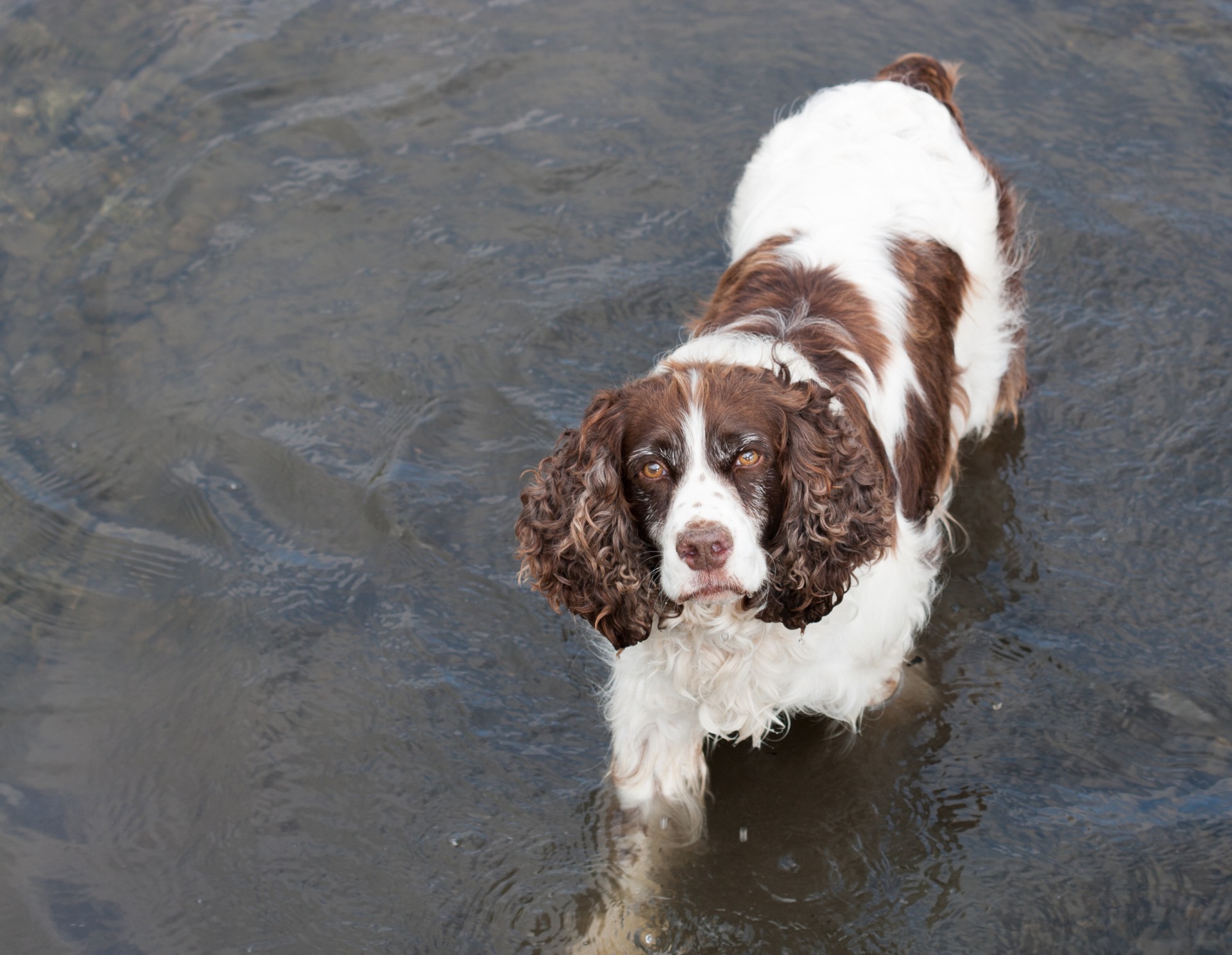 Šuo,  Spanielis,  Springeris,  Springeris & Nbsp,  Spanielis,  English & Nbsp,  Springer & Nbsp,  Spaniel,  Gyvūnas,  Naminis Gyvūnėlis