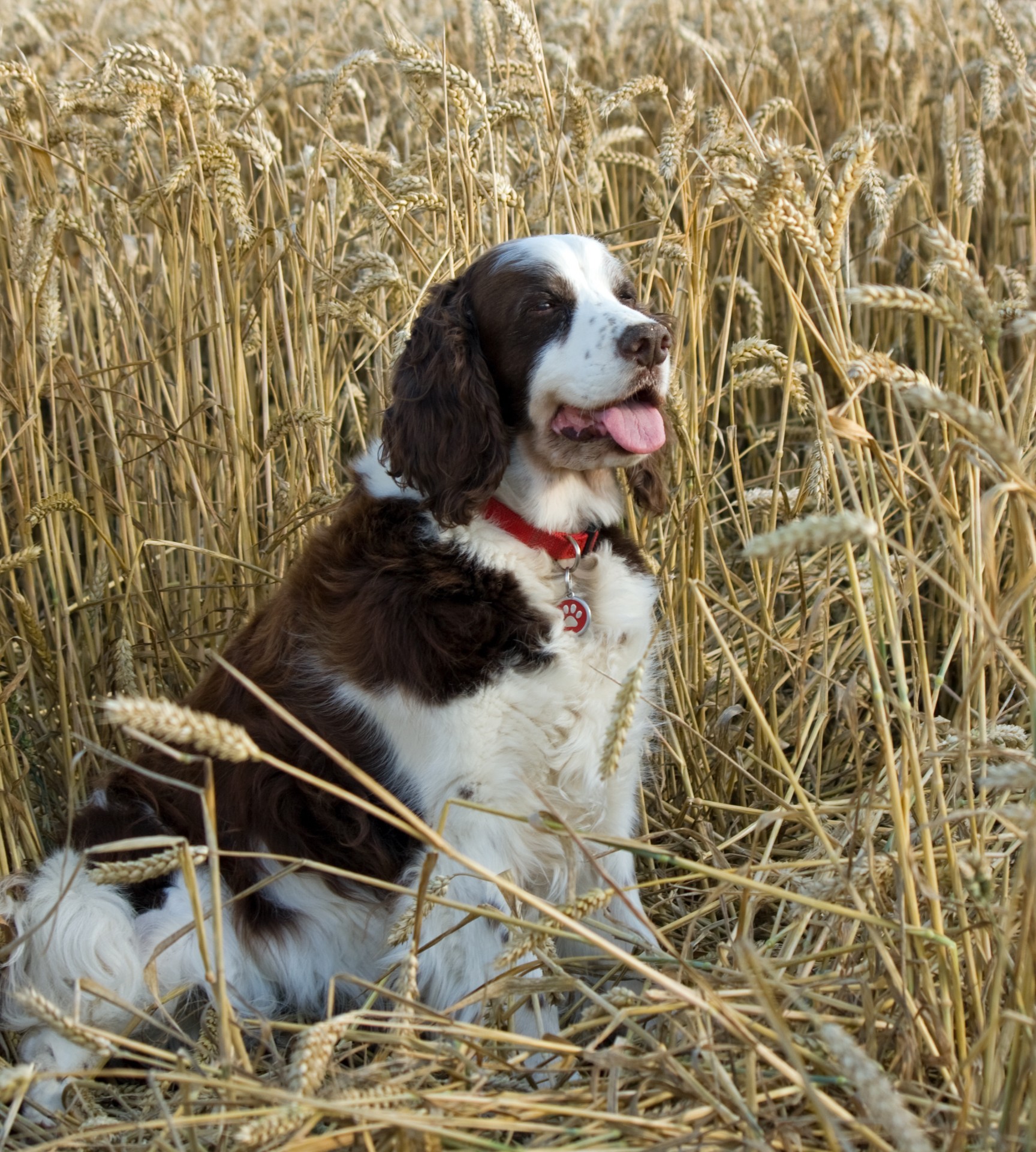 Šuo,  English & Nbsp,  Springer & Nbsp,  Spaniel,  Spanielis,  Springeris,  Springeris & Nbsp,  Spanielis,  Kviečių Laukas,  Kvieciai