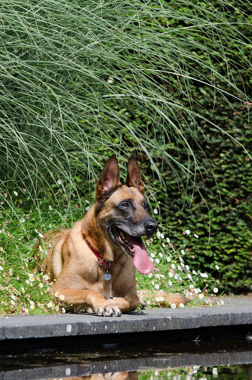 Šuo Yra, Šuo Ir Vasara, Vasara, Šiltas, Mėgautis Oru, Gamta, Vandens Sodas, Malinois, Belgijos Aviganis, Šuo Ir Sodas