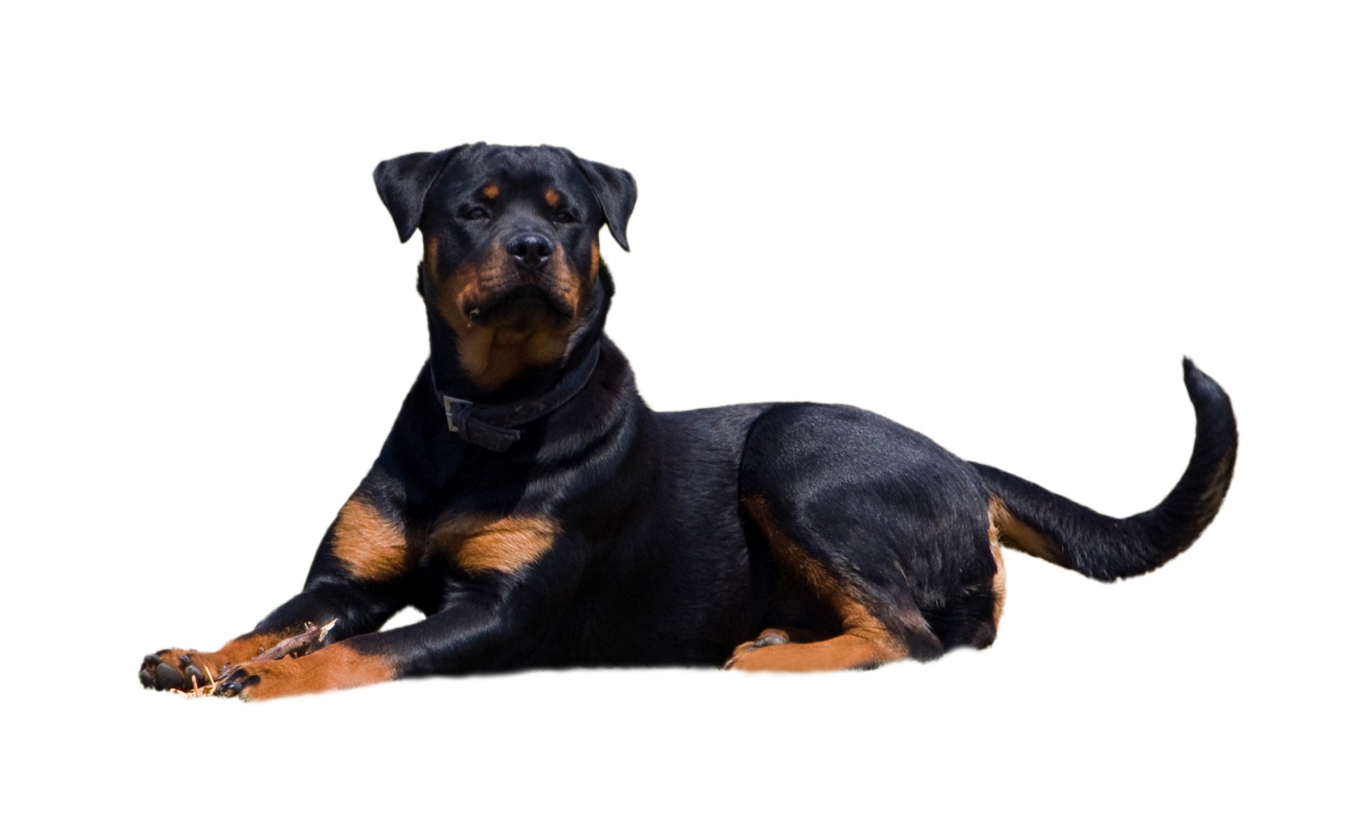 Rottweiler,  Šuo,  Gyvūnas,  Šunys,  Naminis Gyvūnėlis,  Kilmės,  Veislė,  Gulintis,  Žemyn,  Gražus