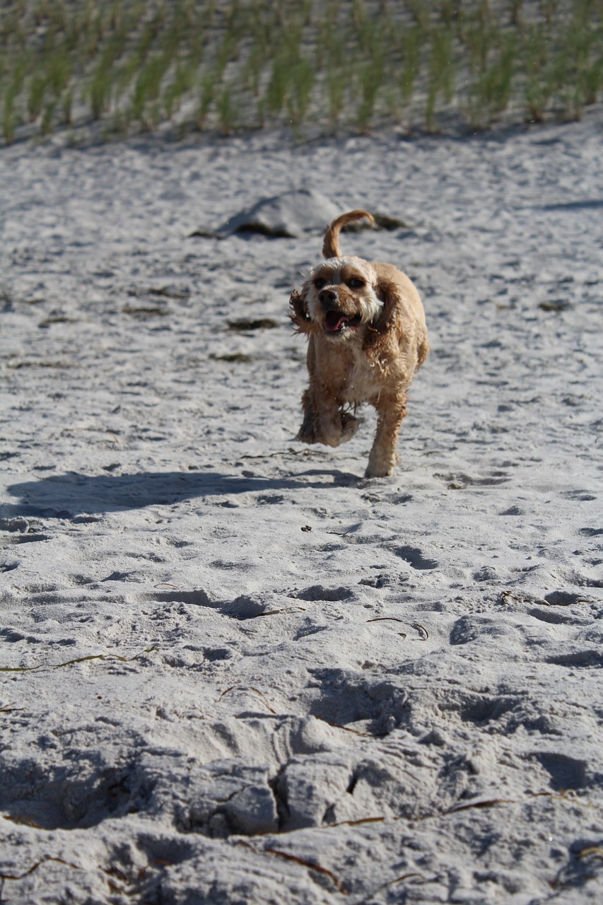 Šuo Paplūdimyje, Žaisti, Linksma, Džiaugsmas, Judėjimas, Vasara, Jūra, Šlapias, Kokerspanielis, American Cocker