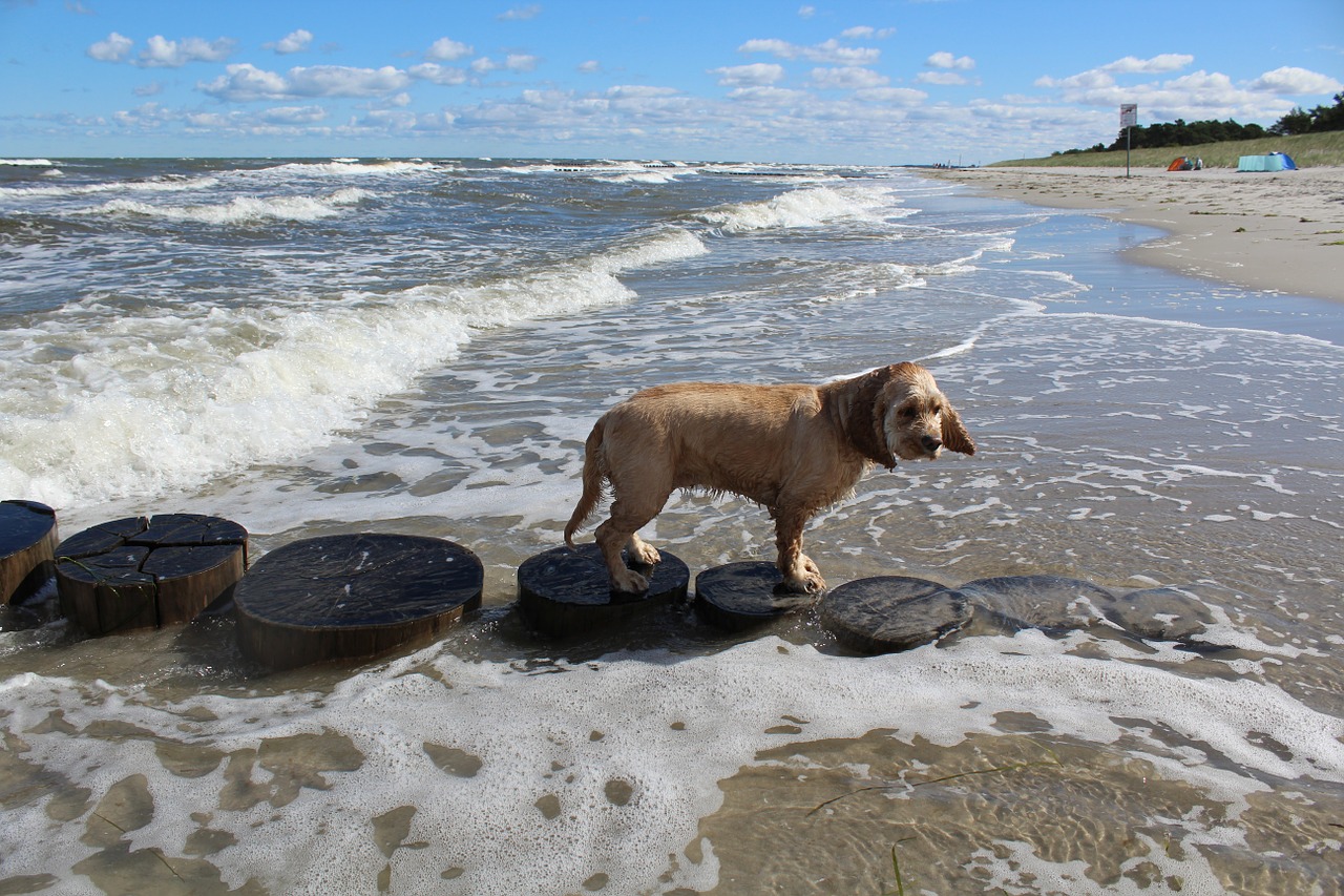 Šuo Paplūdimyje, Žaisti, Linksma, Džiaugsmas, Judėjimas, Vasara, Jūra, Šlapias, Kokerspanielis, American Cocker