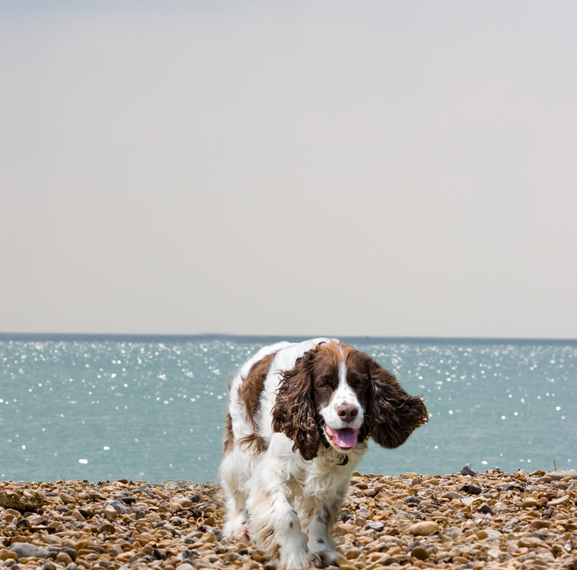 Šuo,  English & Nbsp,  Springer & Nbsp,  Spaniel,  Springeris & Nbsp,  Spanielis,  Anglų,  Springeris,  Spanielis,  Gyvūnas