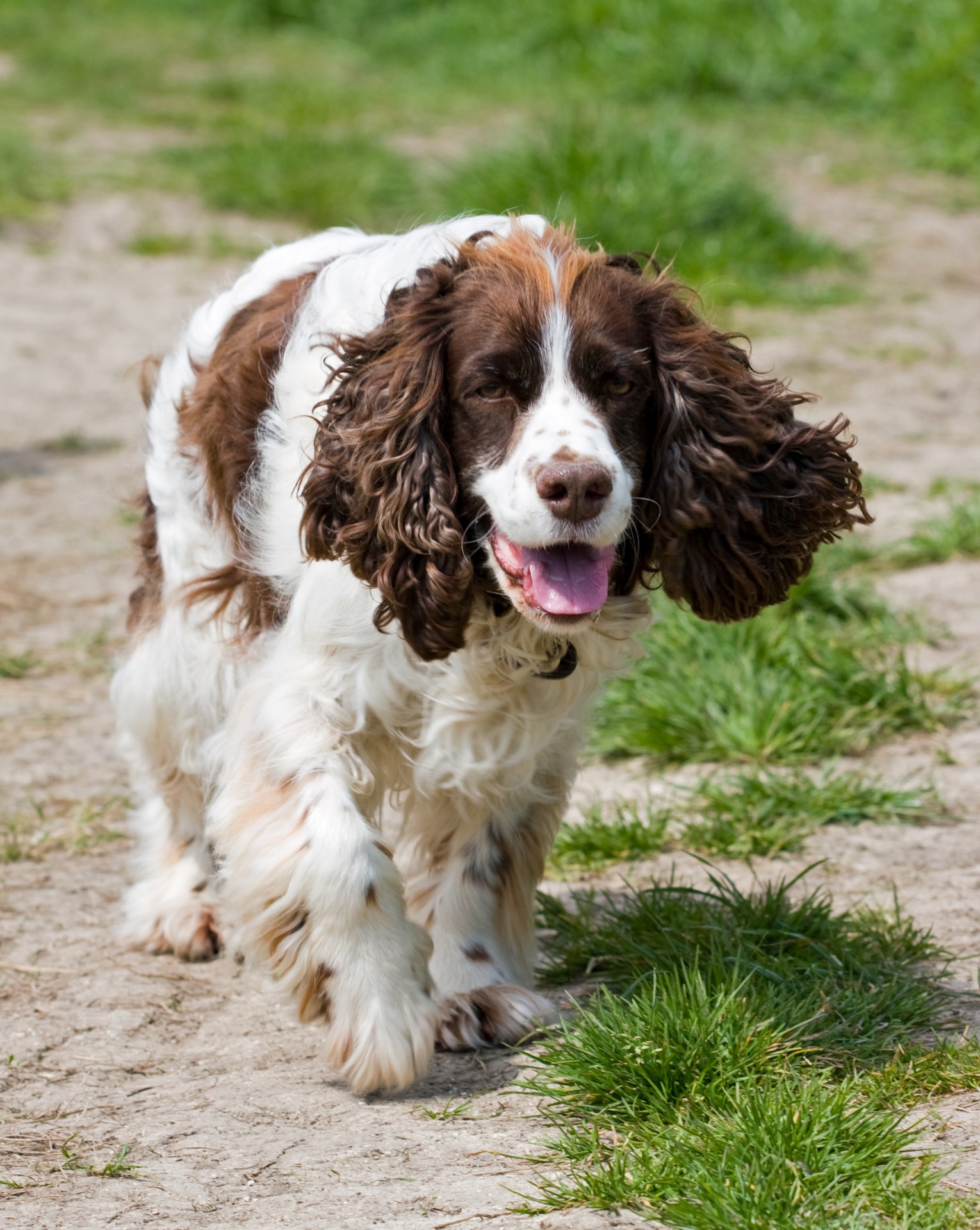 Spanielis,  Šuo,  Springeris,  Springeris & Nbsp,  Spanielis,  English & Nbsp,  Springer & Nbsp,  Spaniel,  Šunys,  Naminis Gyvūnėlis