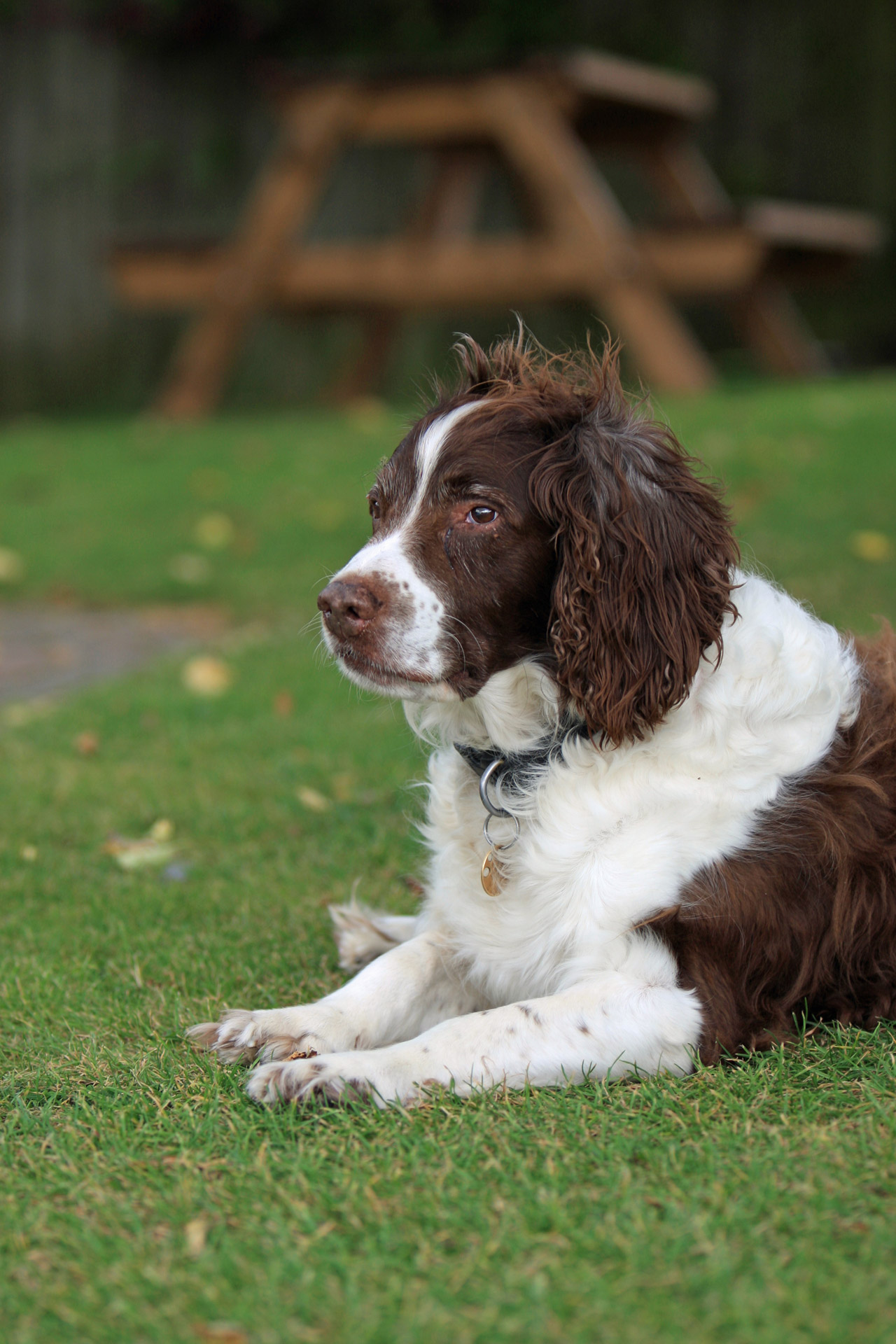 Spanielis,  Springeris,  Springeris & Nbsp,  Spanielis,  English & Nbsp,  Springer & Nbsp,  Spaniel,  Šuo,  Šunys,  Naminis Gyvūnėlis