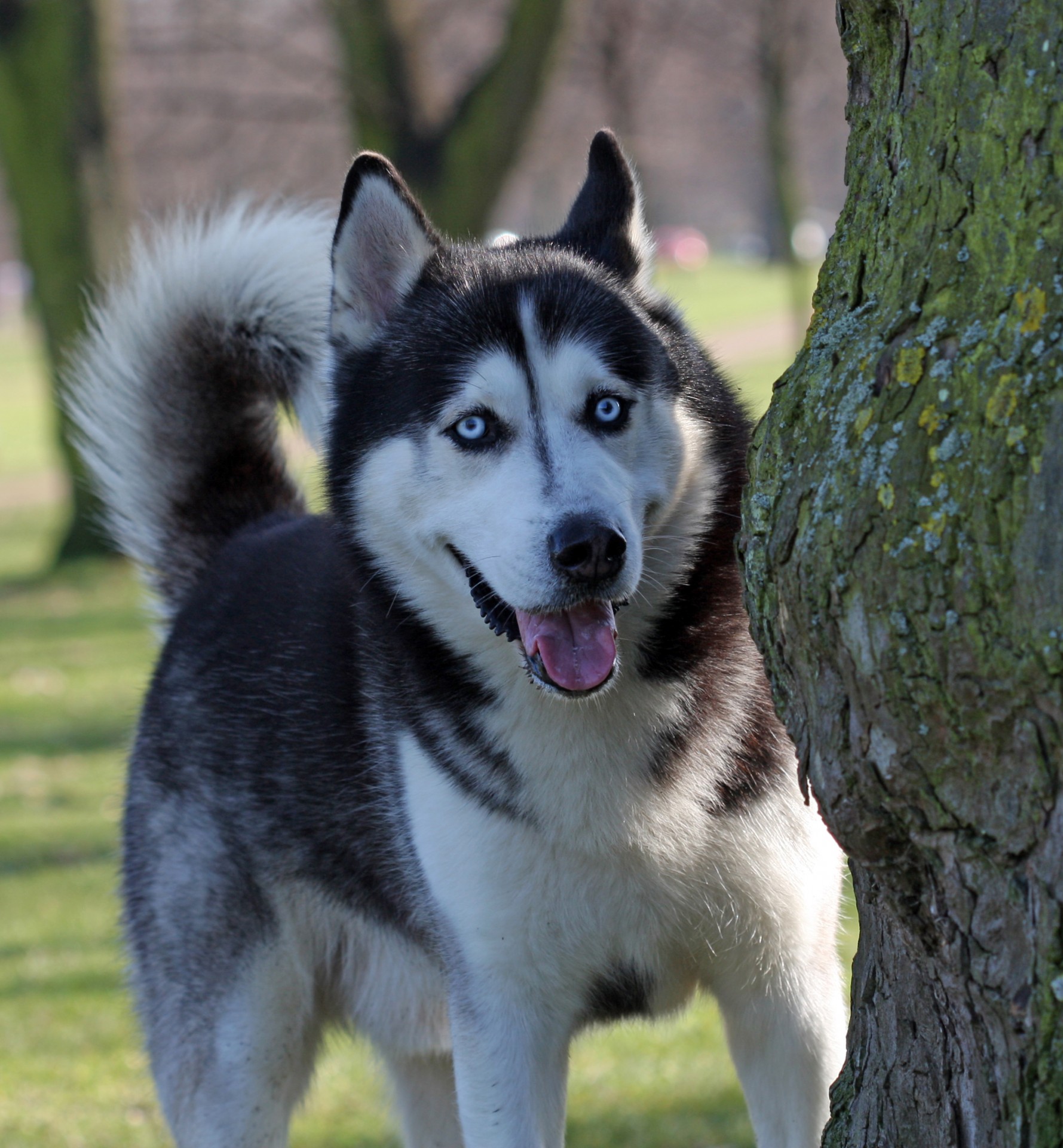 Šuo,  Husky,  Siberianas & Nbsp,  Husky,  Mėlynos & Nbsp,  Akys,  Mėlynas & Nbsp,  Akimis,  Gražus,  Šunys