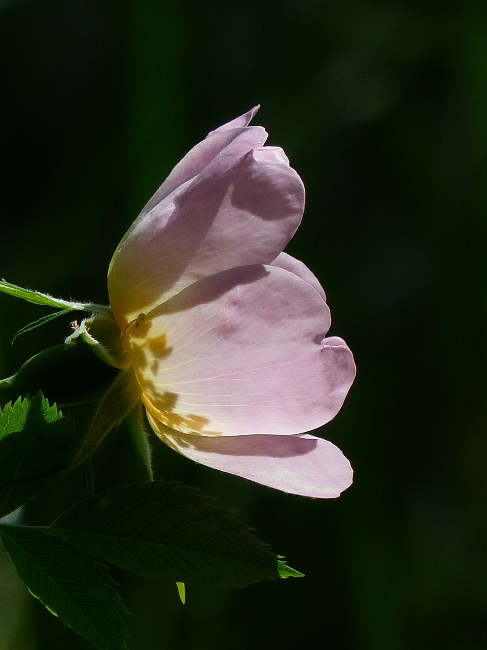 Šuo Rožė, Išaugo Žydėti, Rožinis, Šviesiai Rožinė, Permatomas, Pragaras, Atgal Šviesa, Šviesa, Rosa Canina, Hageman Rožė