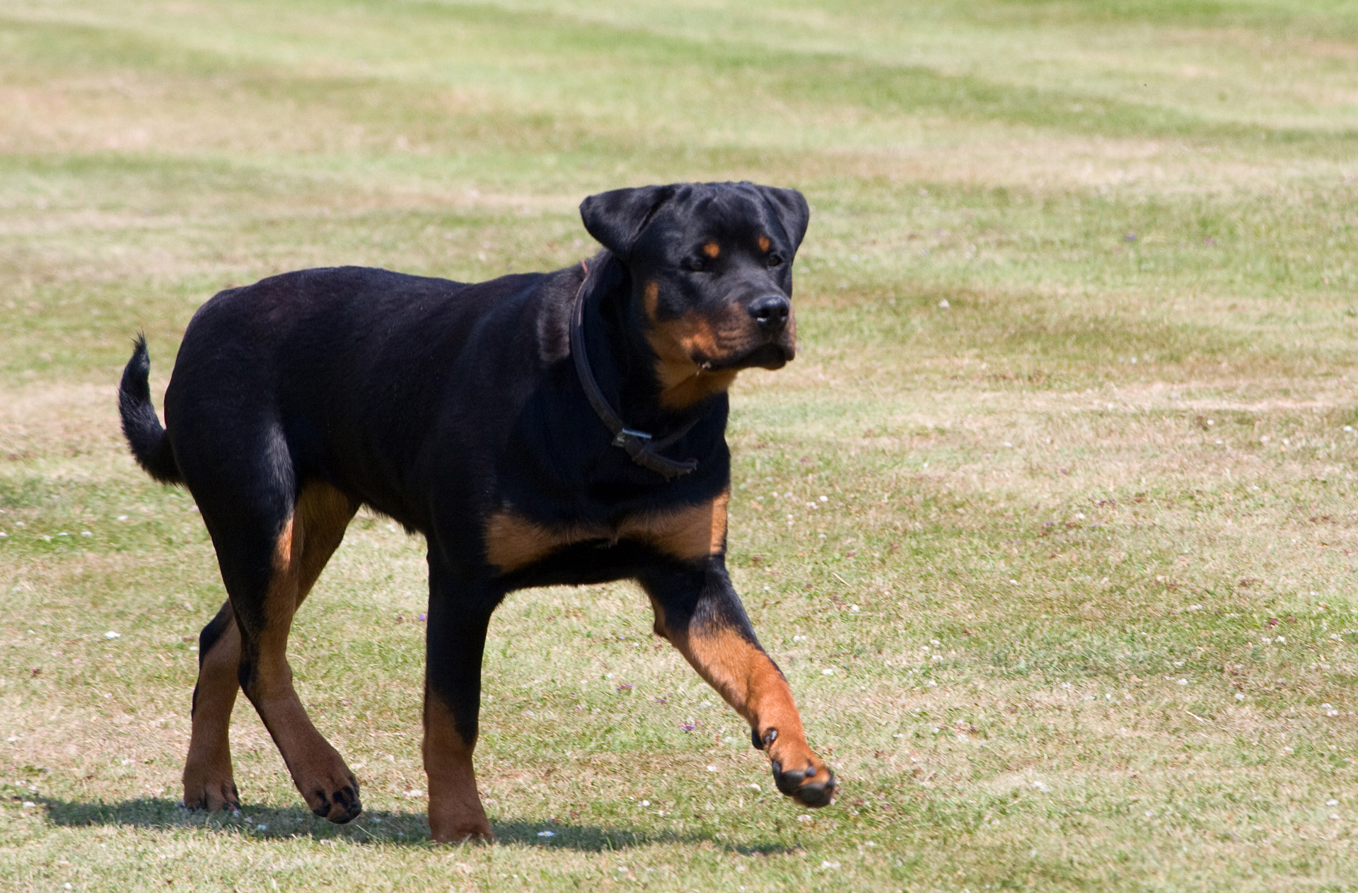 Rottweiler,  Šuo,  Rottie,  Naminis Gyvūnėlis,  Šunys,  Gražus,  Nuotrauka,  Vaizdas,  Vaikščioti,  Gyvūnas