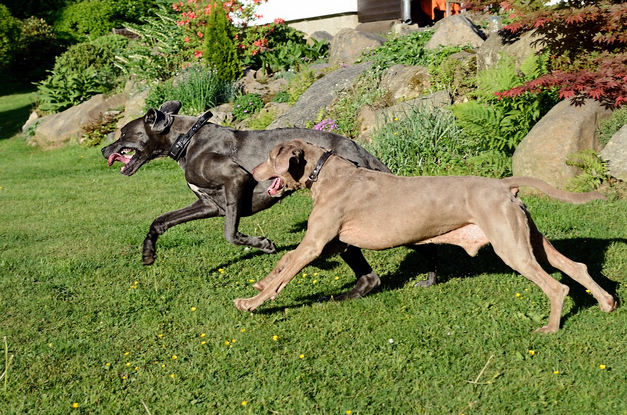 Šuo Žaidimas,  Great Dane,  Veimaraneris, Nemokamos Nuotraukos,  Nemokama Licenzija